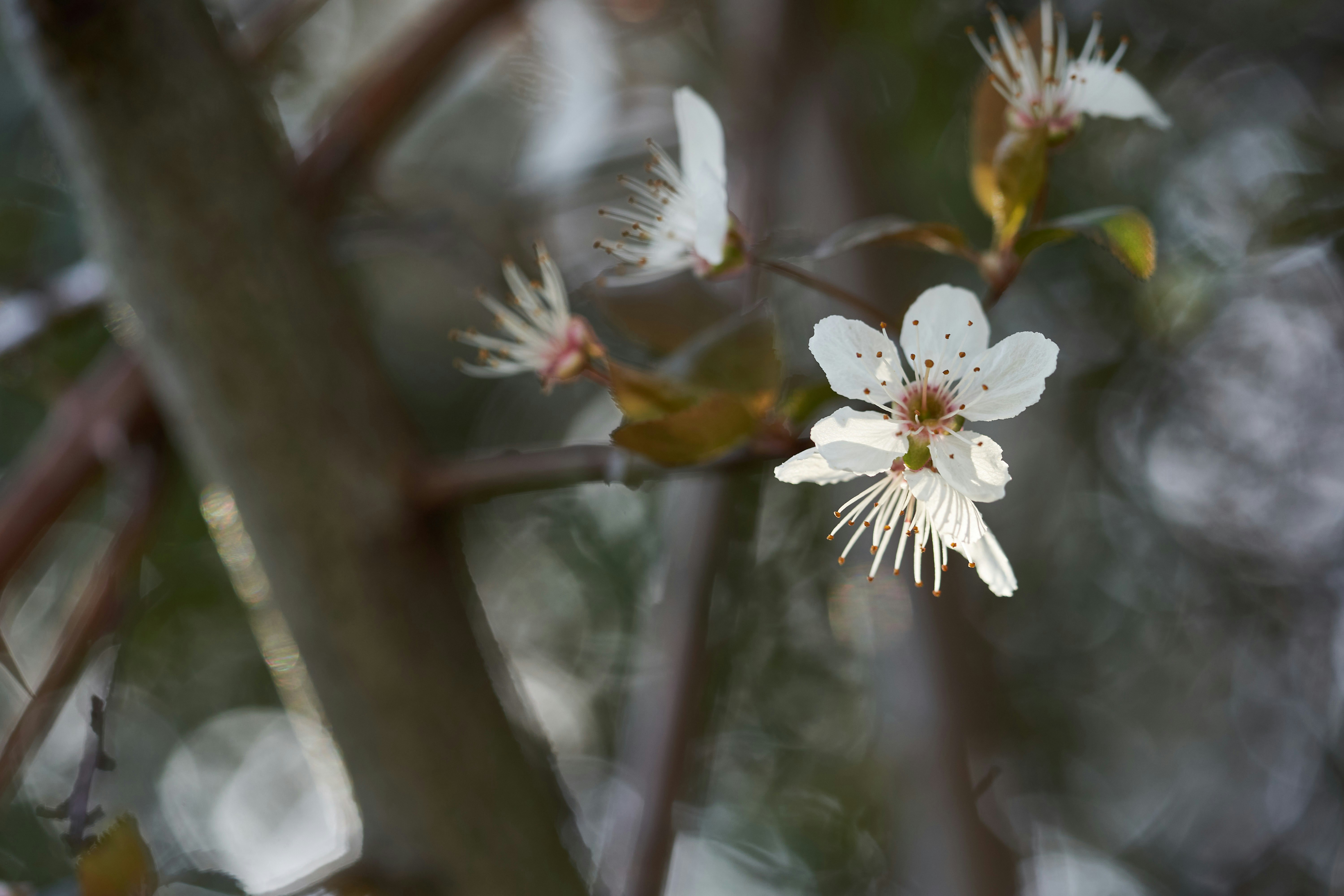 Photo by wolfgang_hasselmann