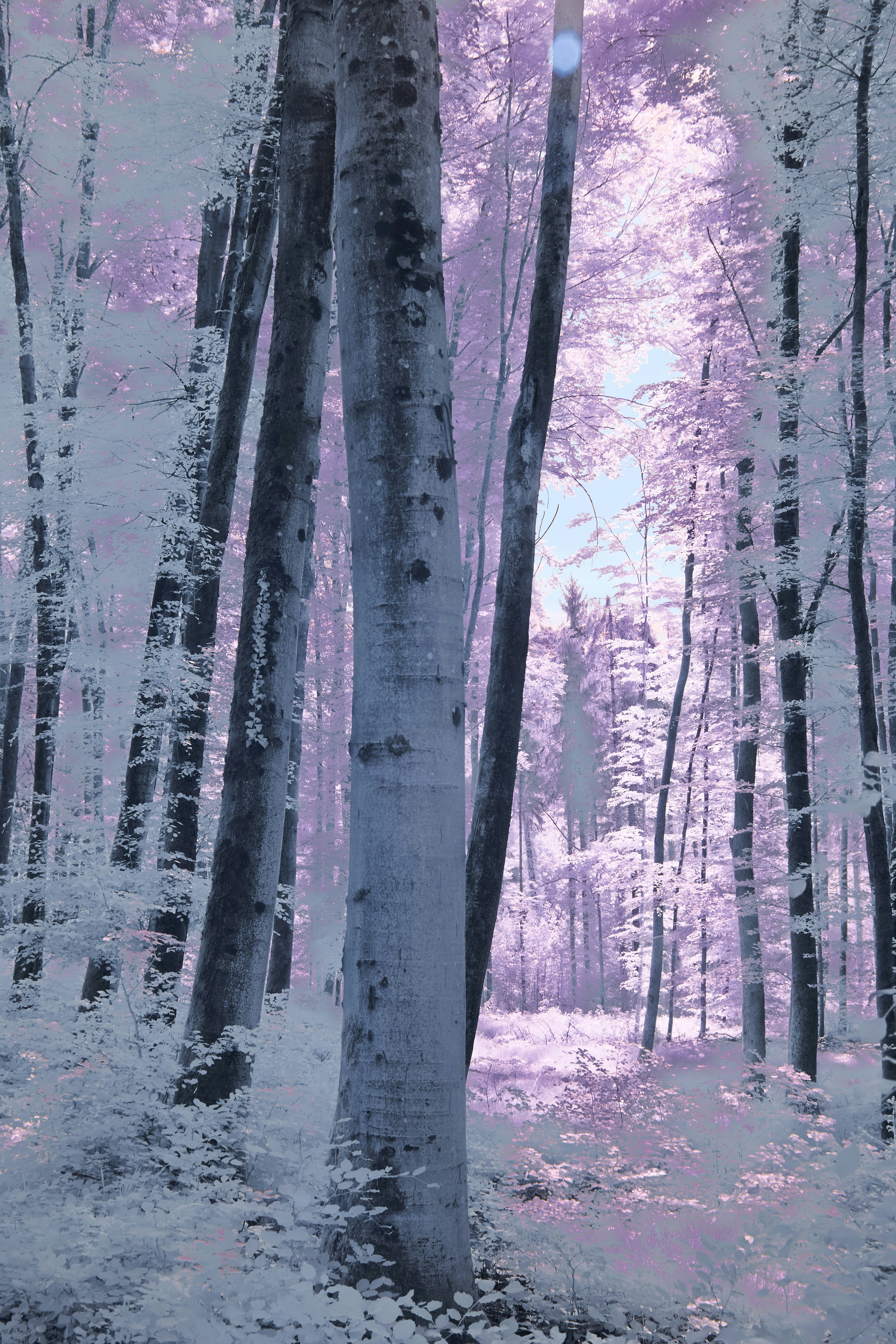 Photo by wolfgang_hasselmann