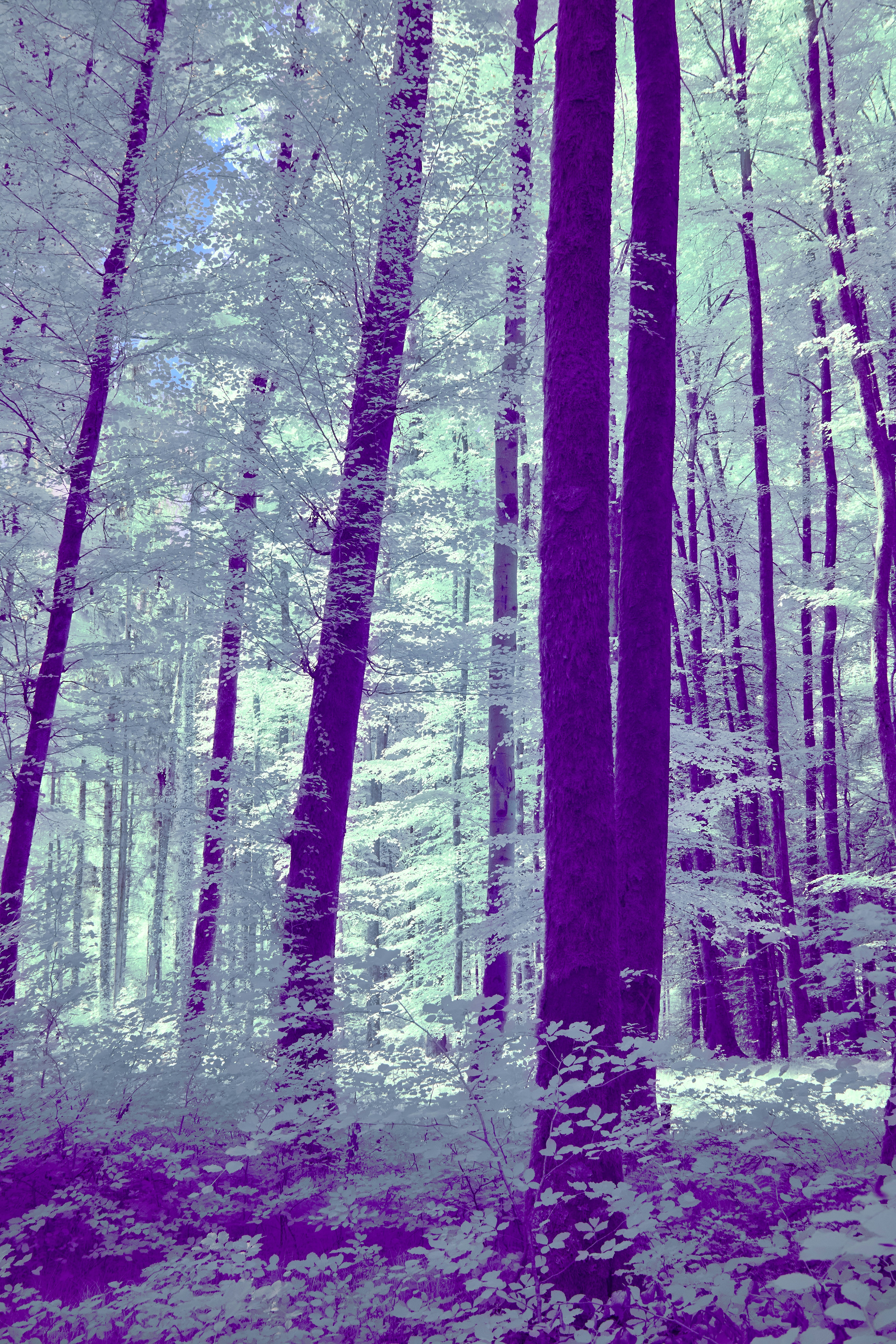 Photo by wolfgang_hasselmann