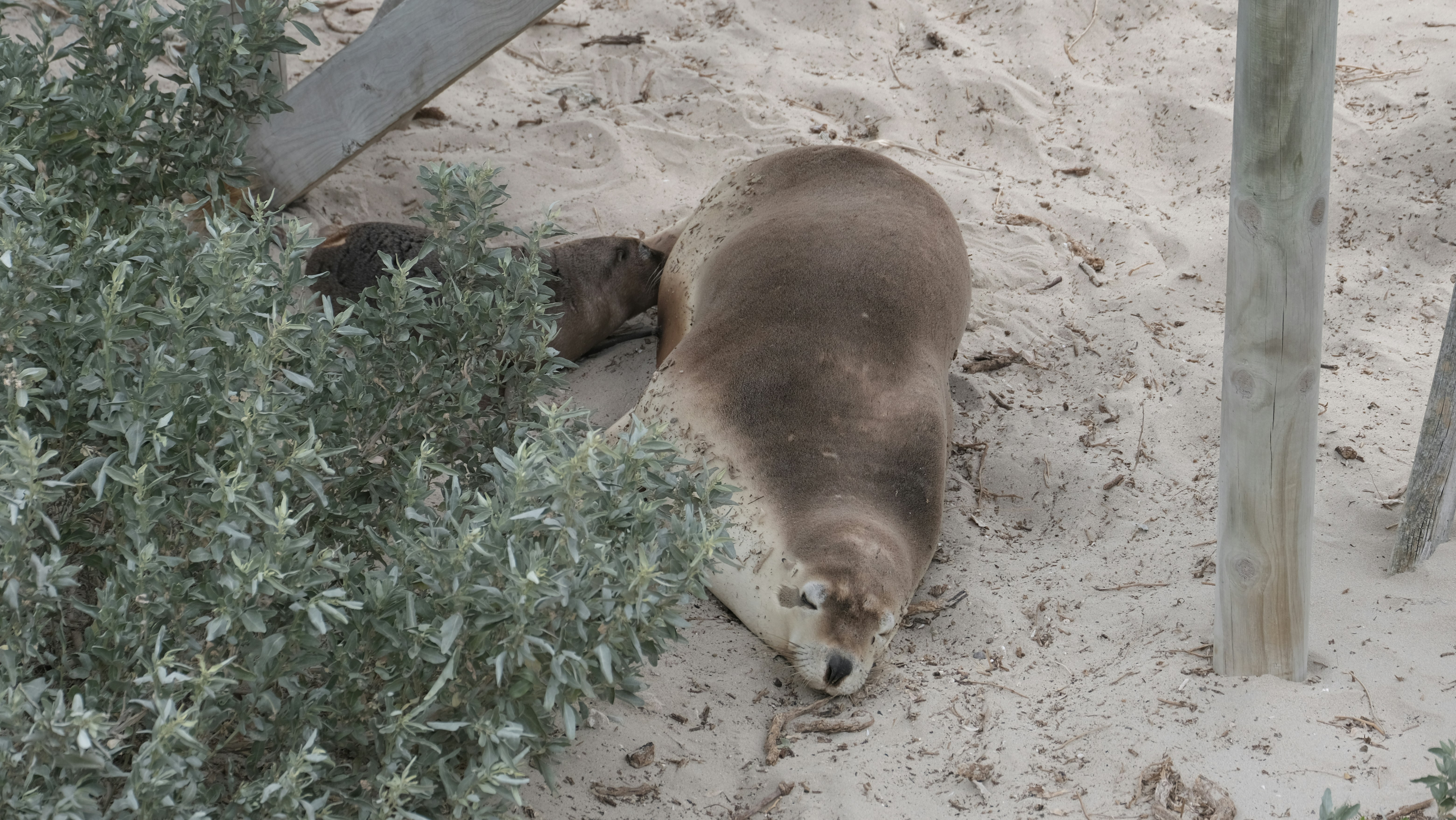 Kangaroo Island, Australia - None