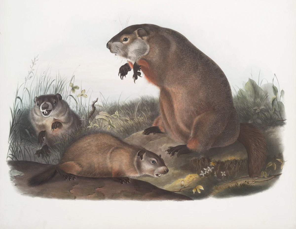 Groundhogs (woodchucks) in a grassy area
