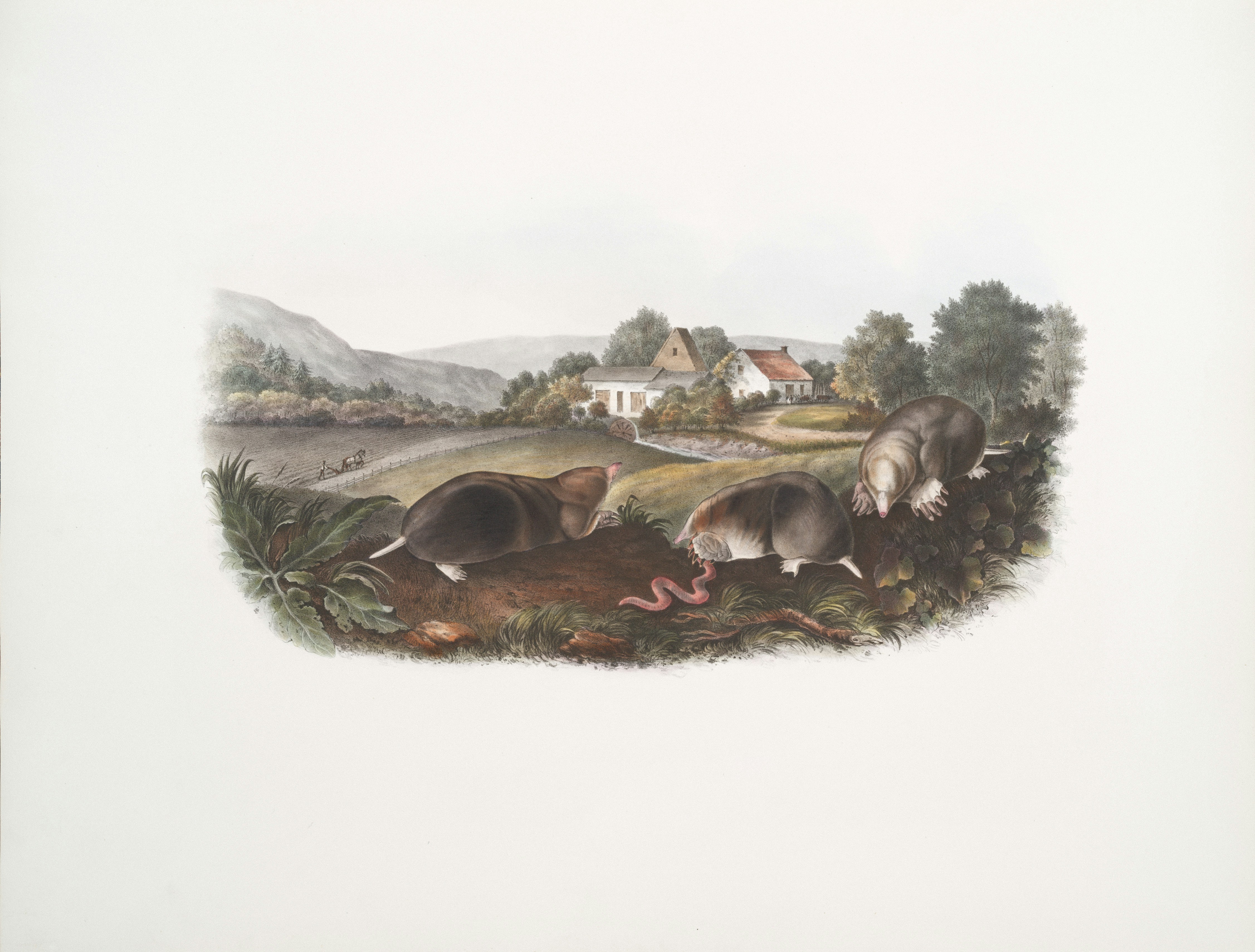 Three moles digging in the dirt near a lake.