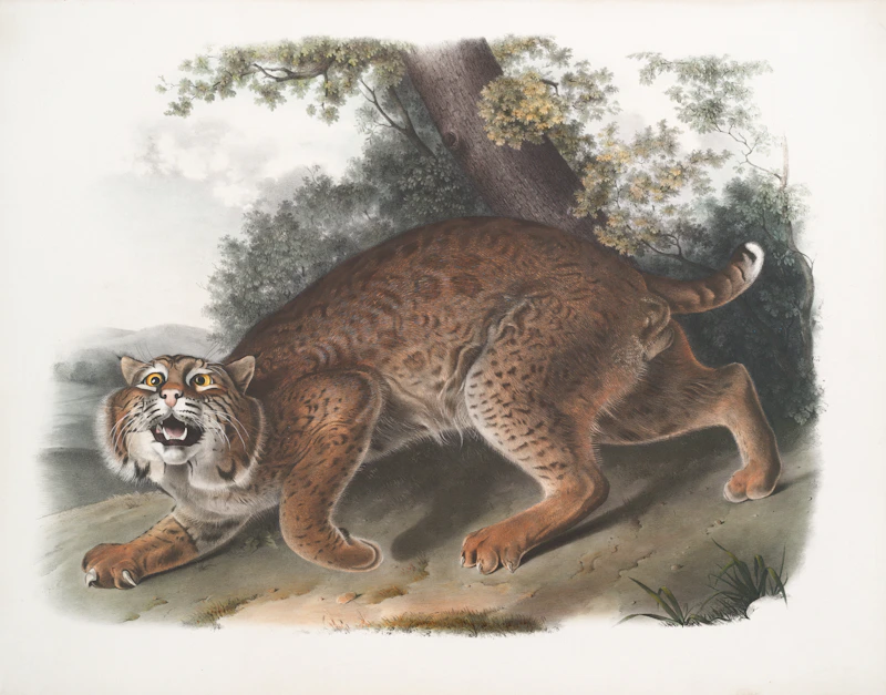 Lince feroz en el bosque