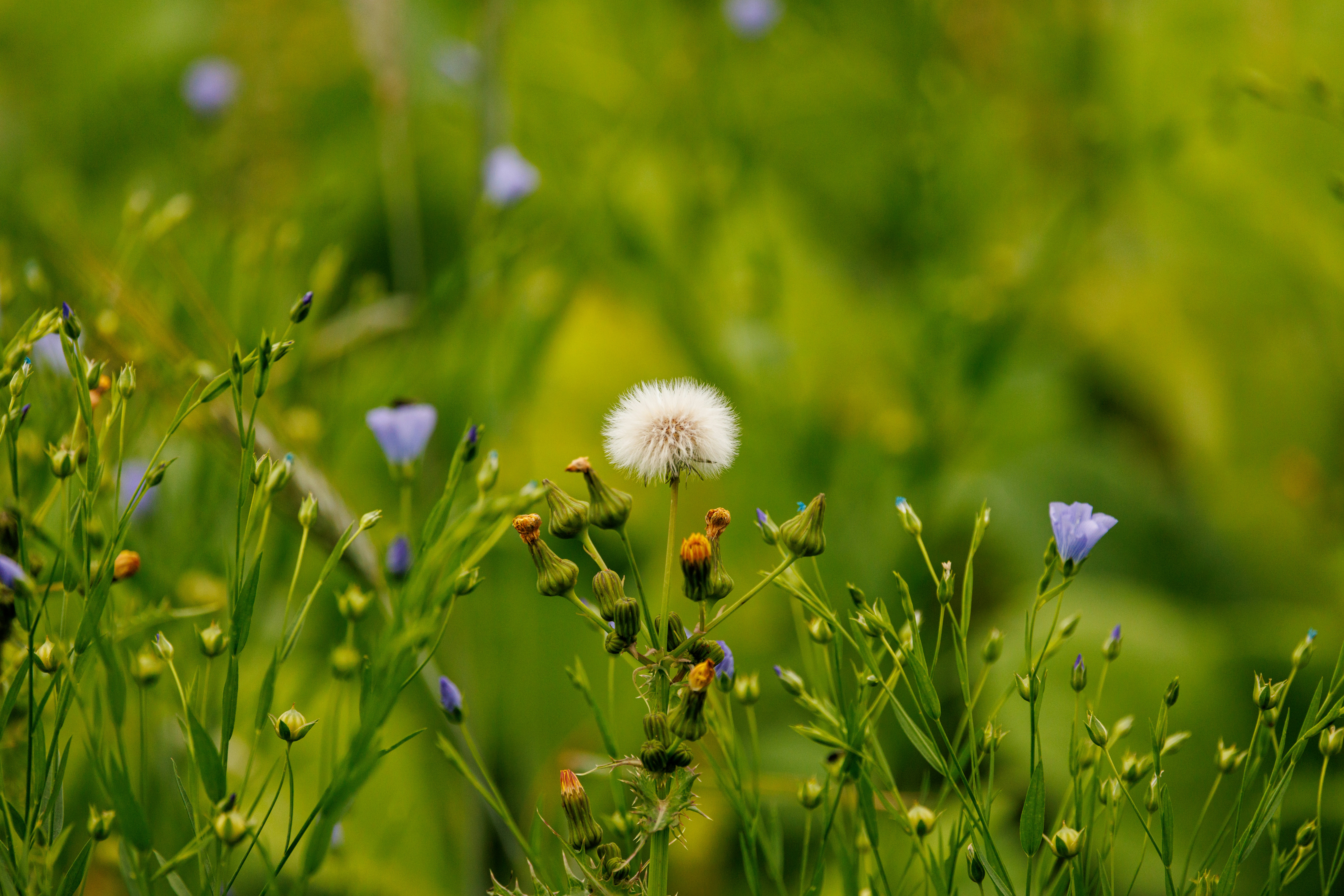 A close up of a bunch of flowers in a field