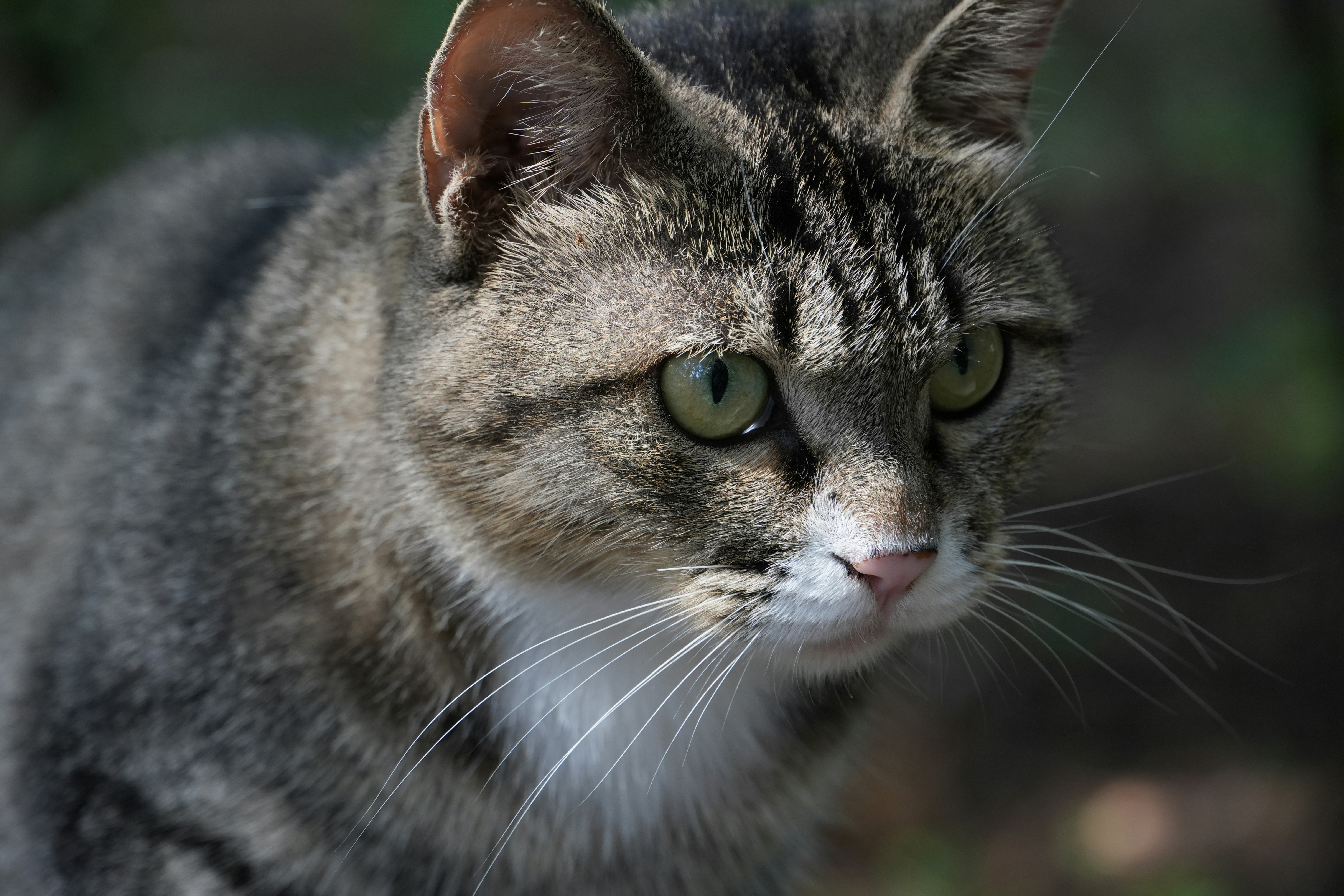 The Price Tag That Scares Everyone Off (image credits: unsplash)