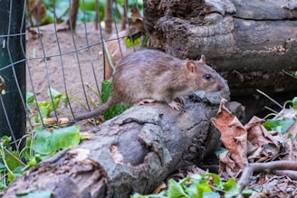A rodent standing on a log in a fenced in area