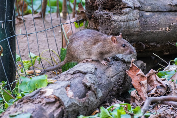 A rodent standing on a log in a fenced in area