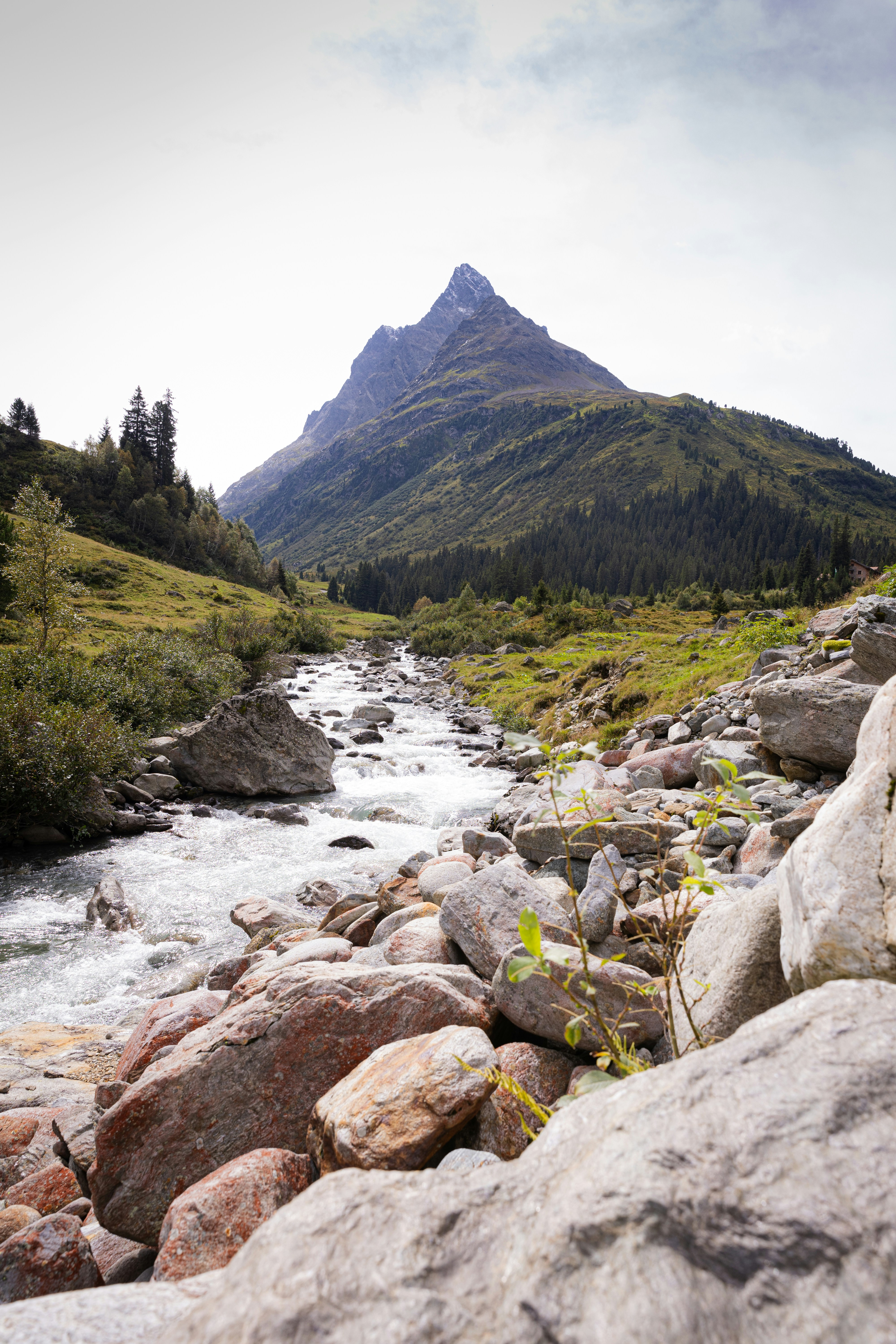 A river running through a lush green forest