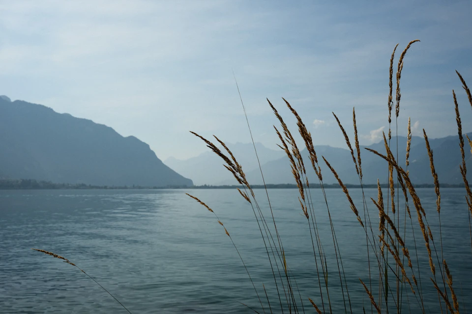 The image depicts a serene landscape with a body of water, possibly a lake or river, surrounded by mountains and grassy hills. The sky above is overcast, casting a soft light on the scene below. In the foreground, tall grasses sway gently in the breeze, their long stems reaching towards the sky. The perspective of the image is from the shoreline, looking out onto the water, creating a sense of depth and distance.