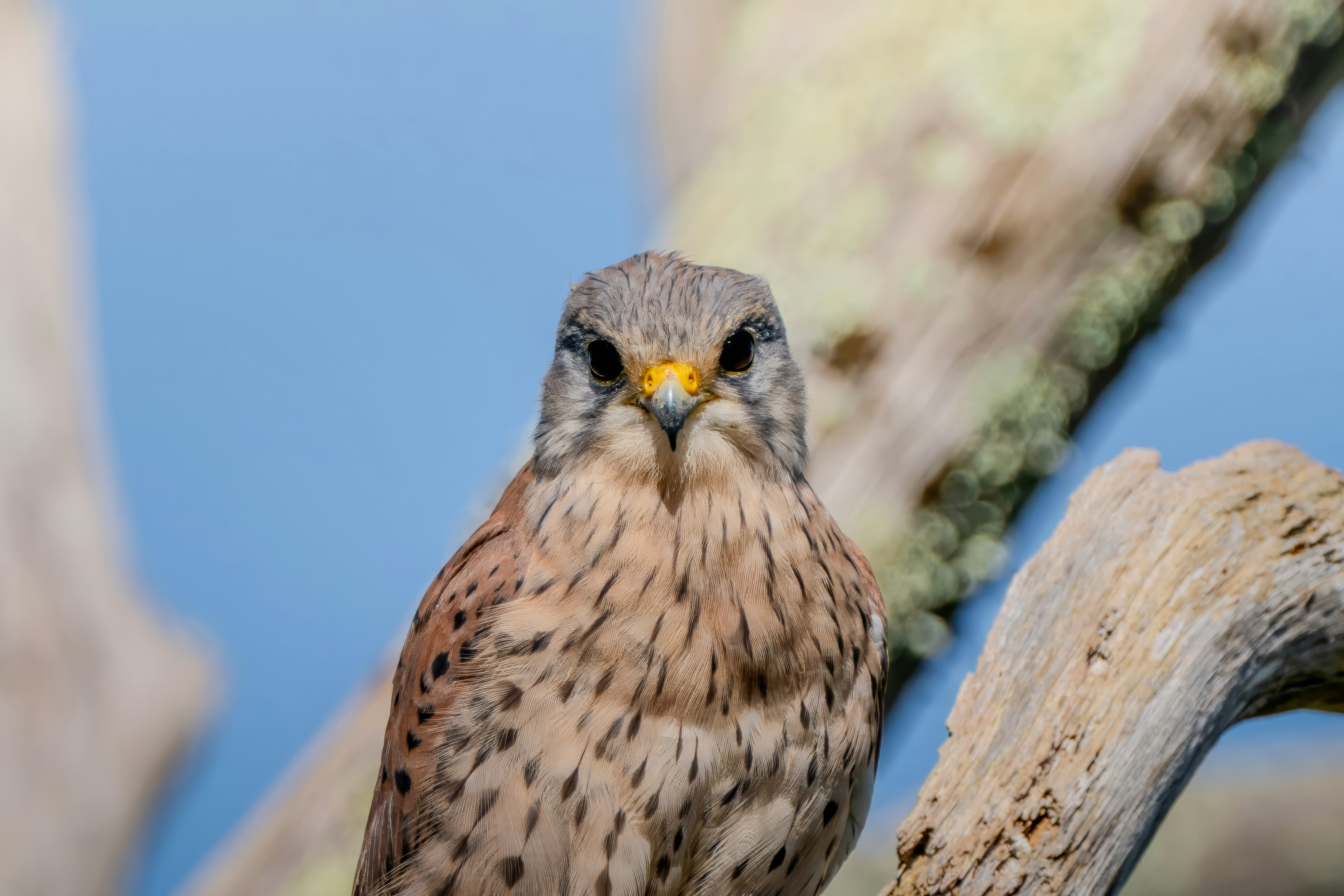 Photo by ronan_hello