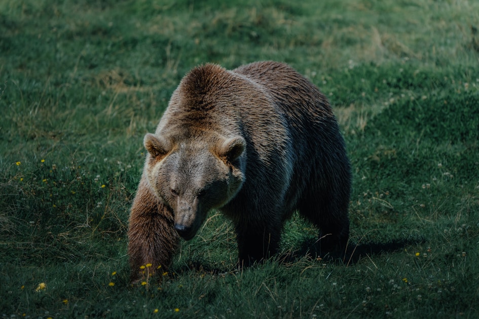 Grizzly bear in mountain wilderness terrain