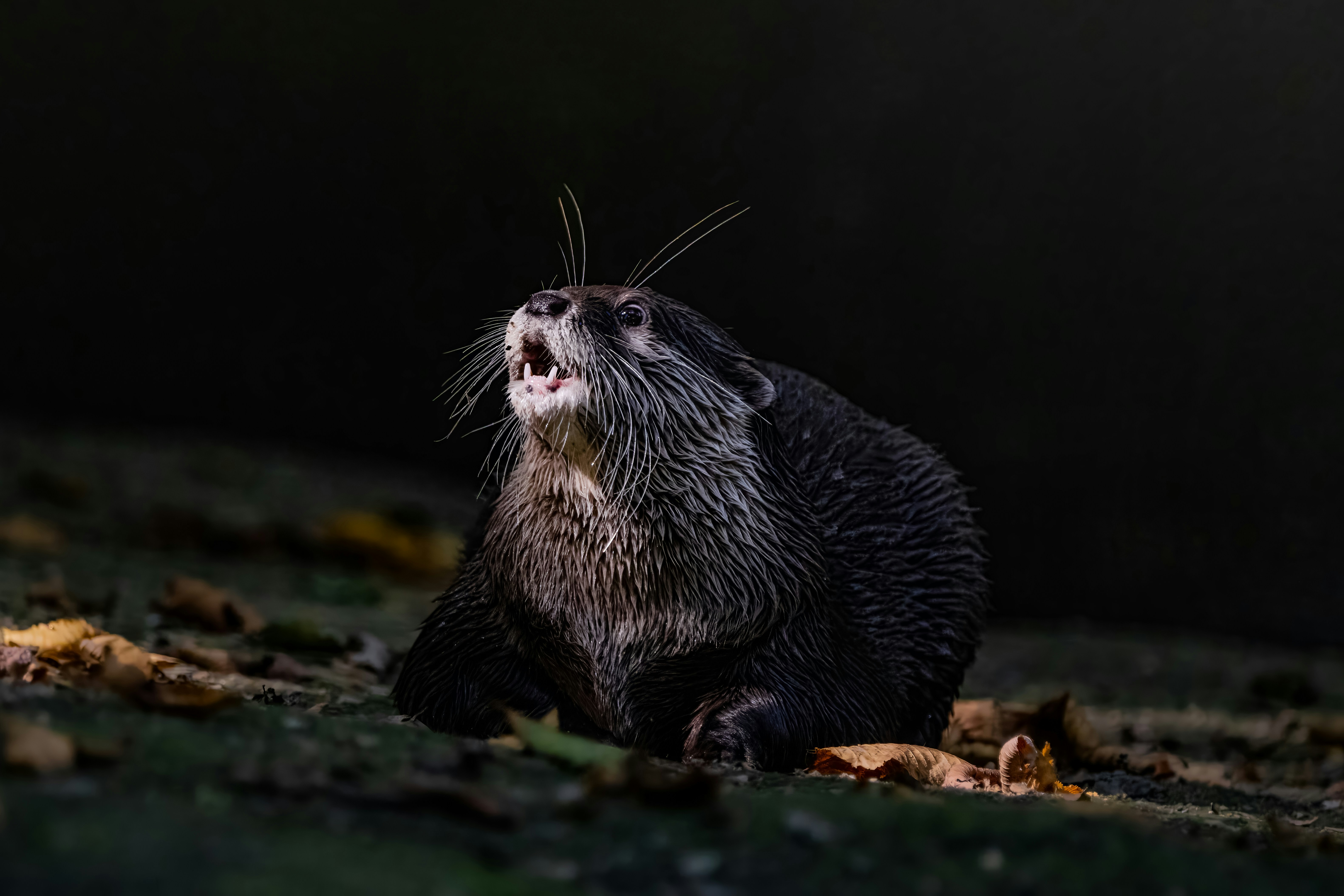 A wet otter sitting on the ground looking up