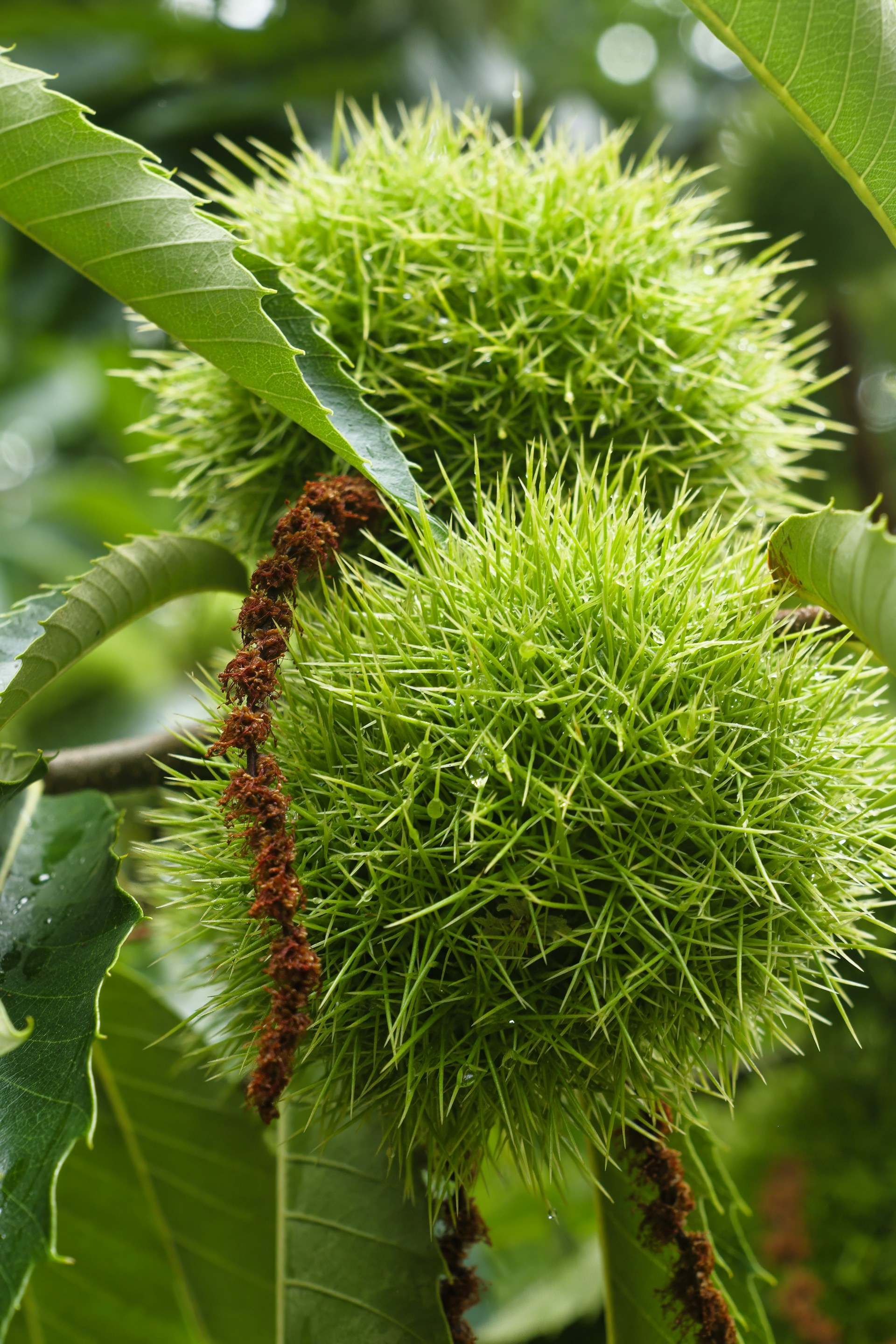 A close up of a tree with lots of green leaves