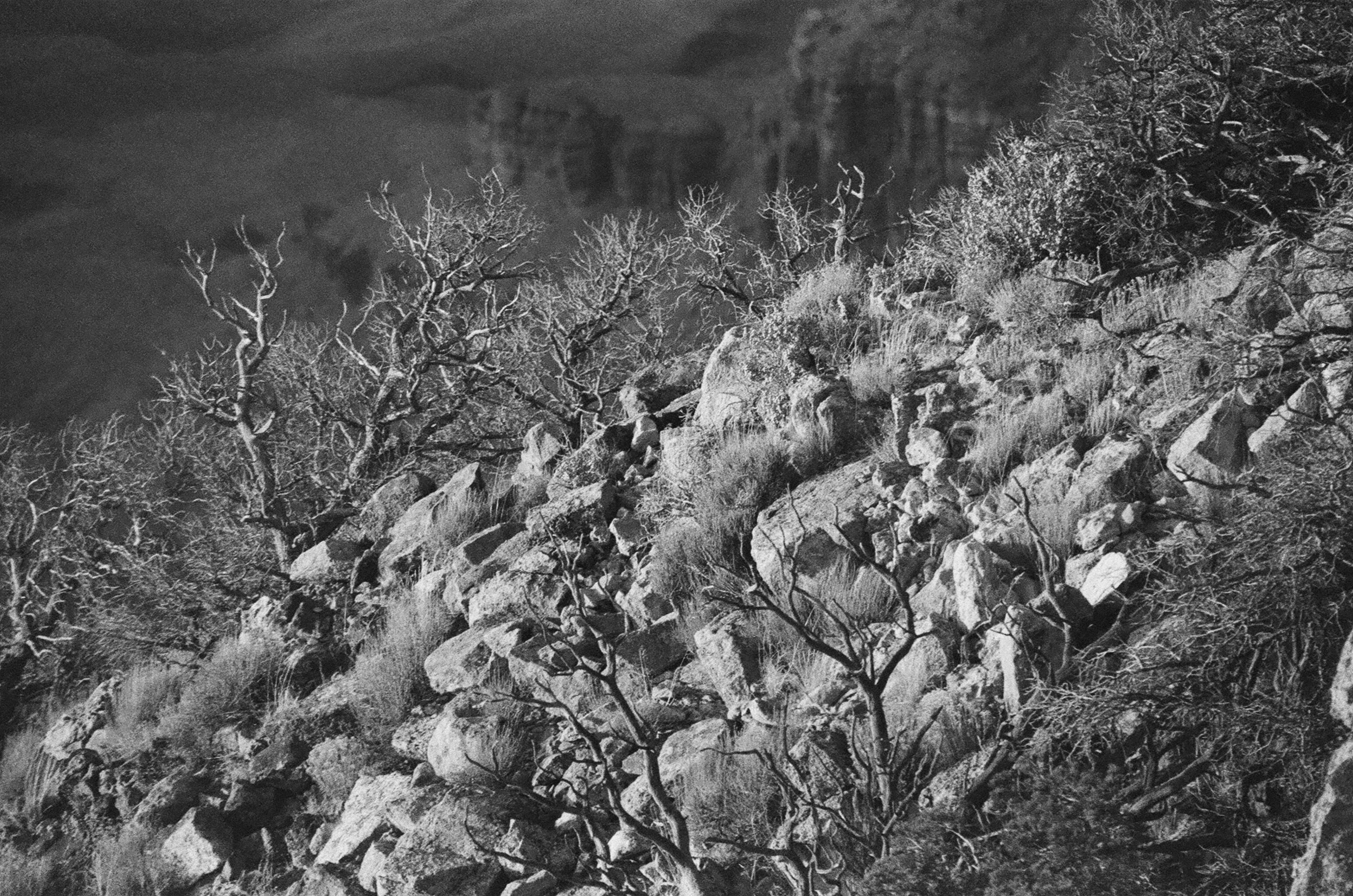 A black and white photo of rocks and trees