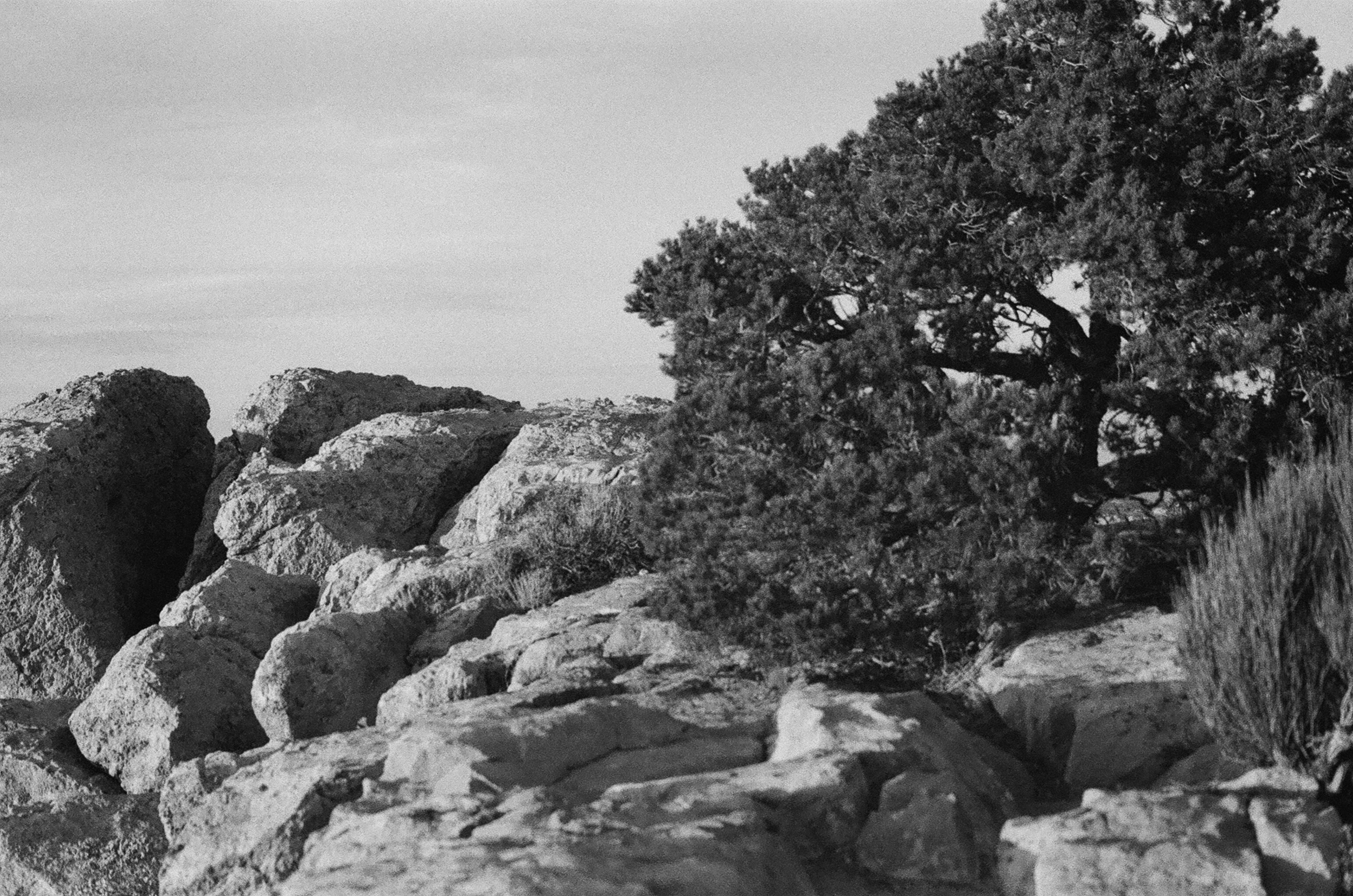 A black and white photo of rocks and a tree