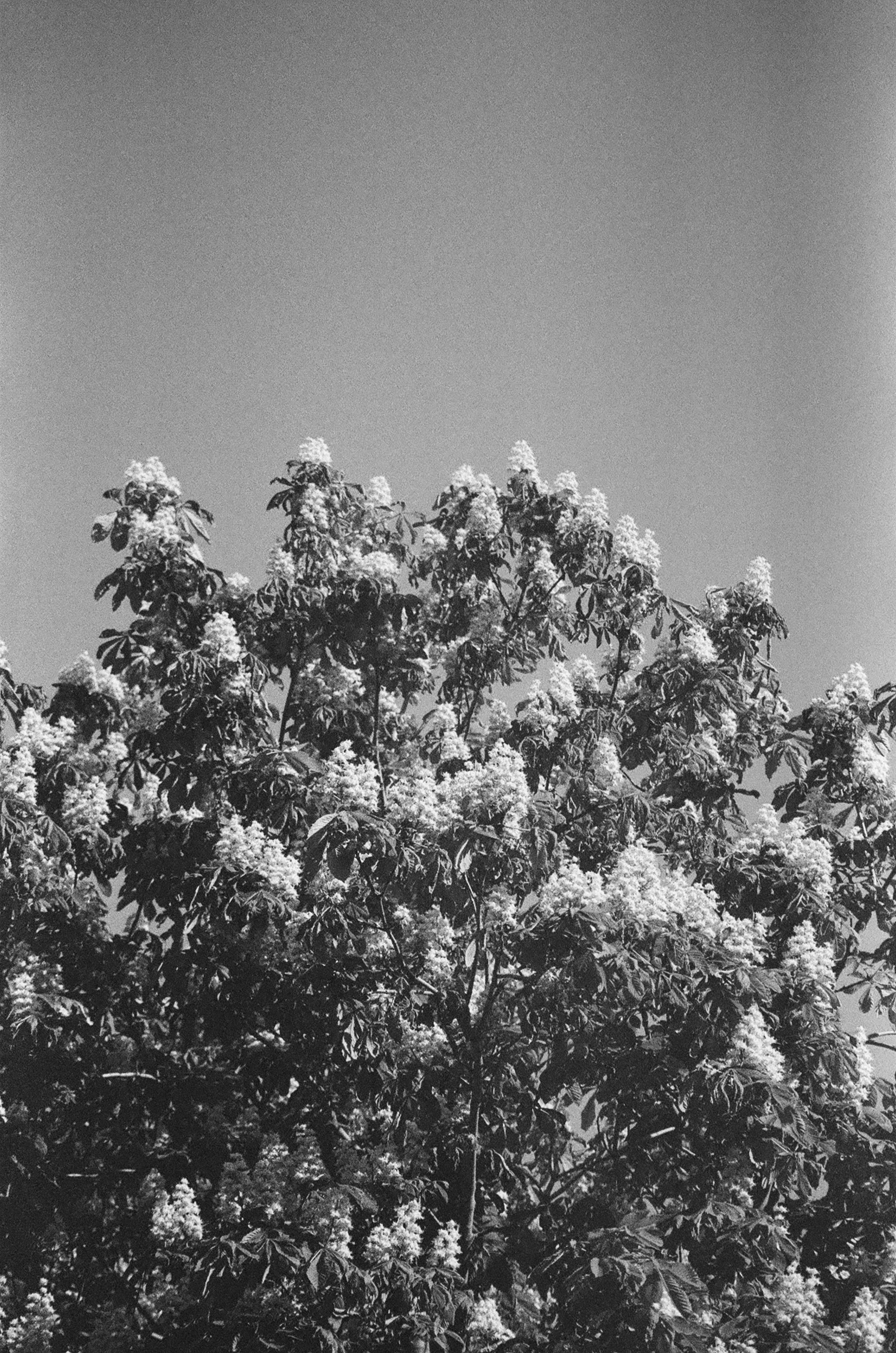 A black and white photo of a tree