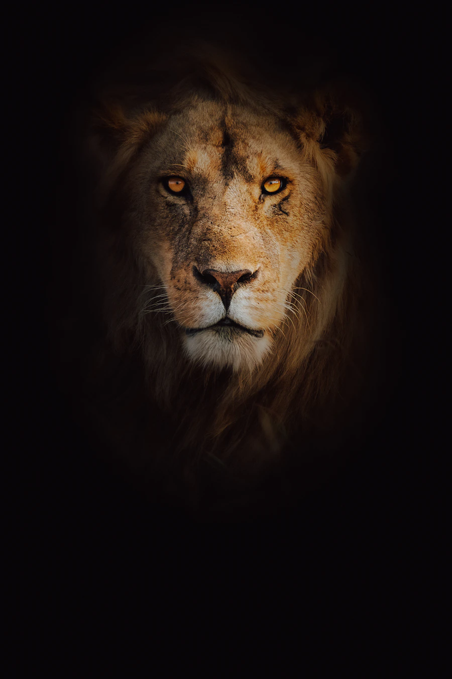 Lion face close-up Serengeti Tanzania