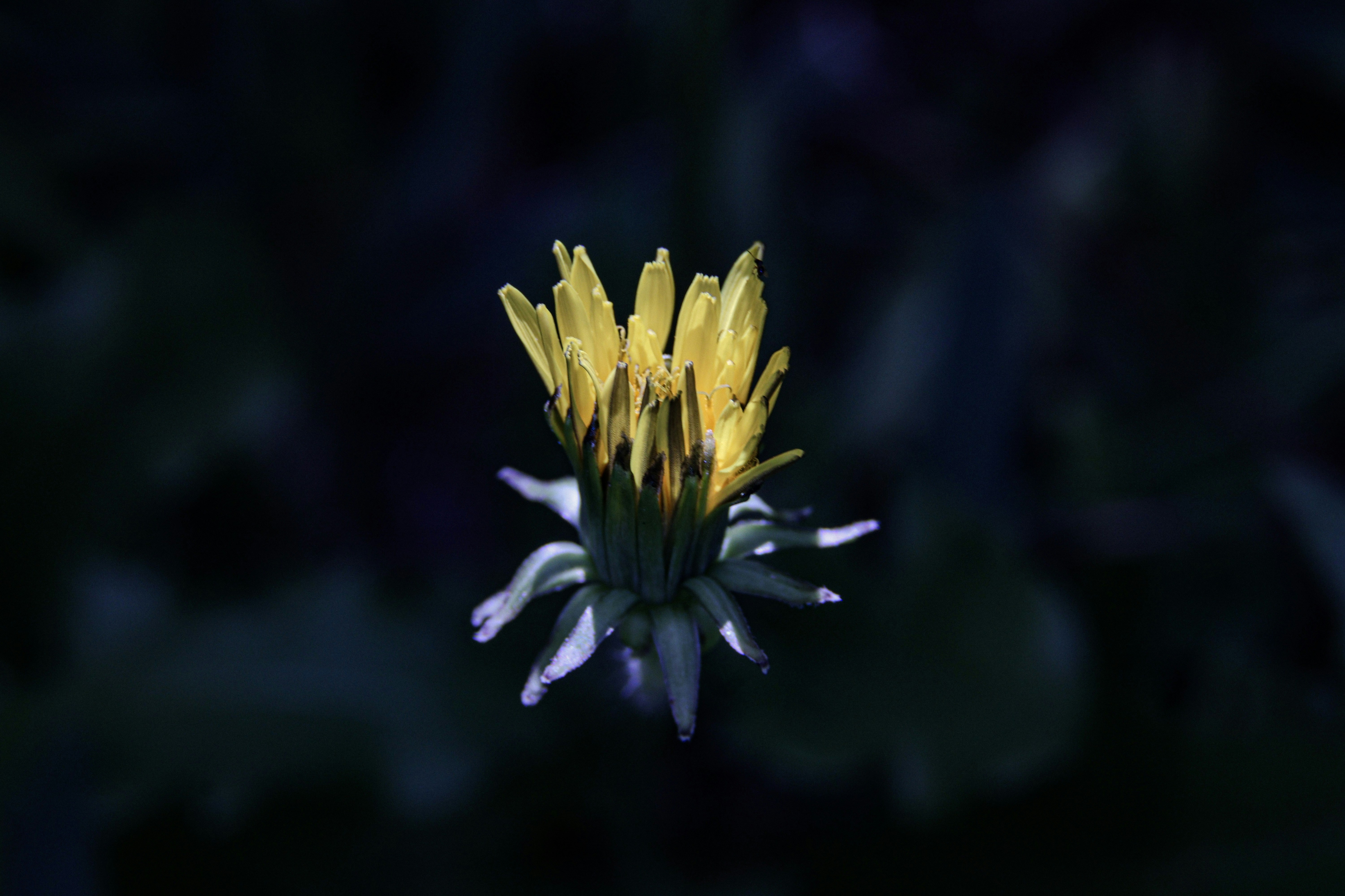 Un primo piano di un fiore giallo e bianco