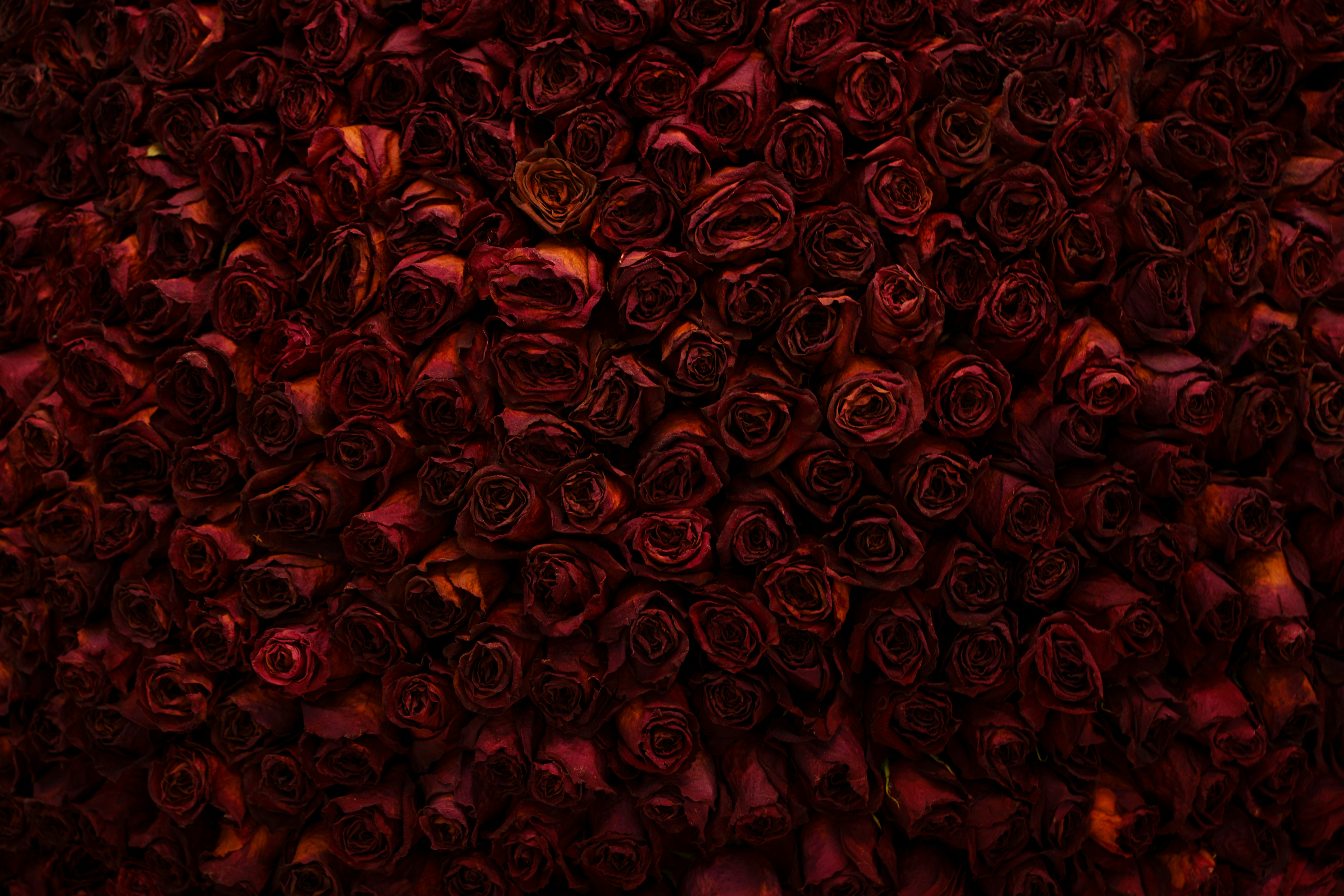 Un primer plano de un ramo de rosas rojas