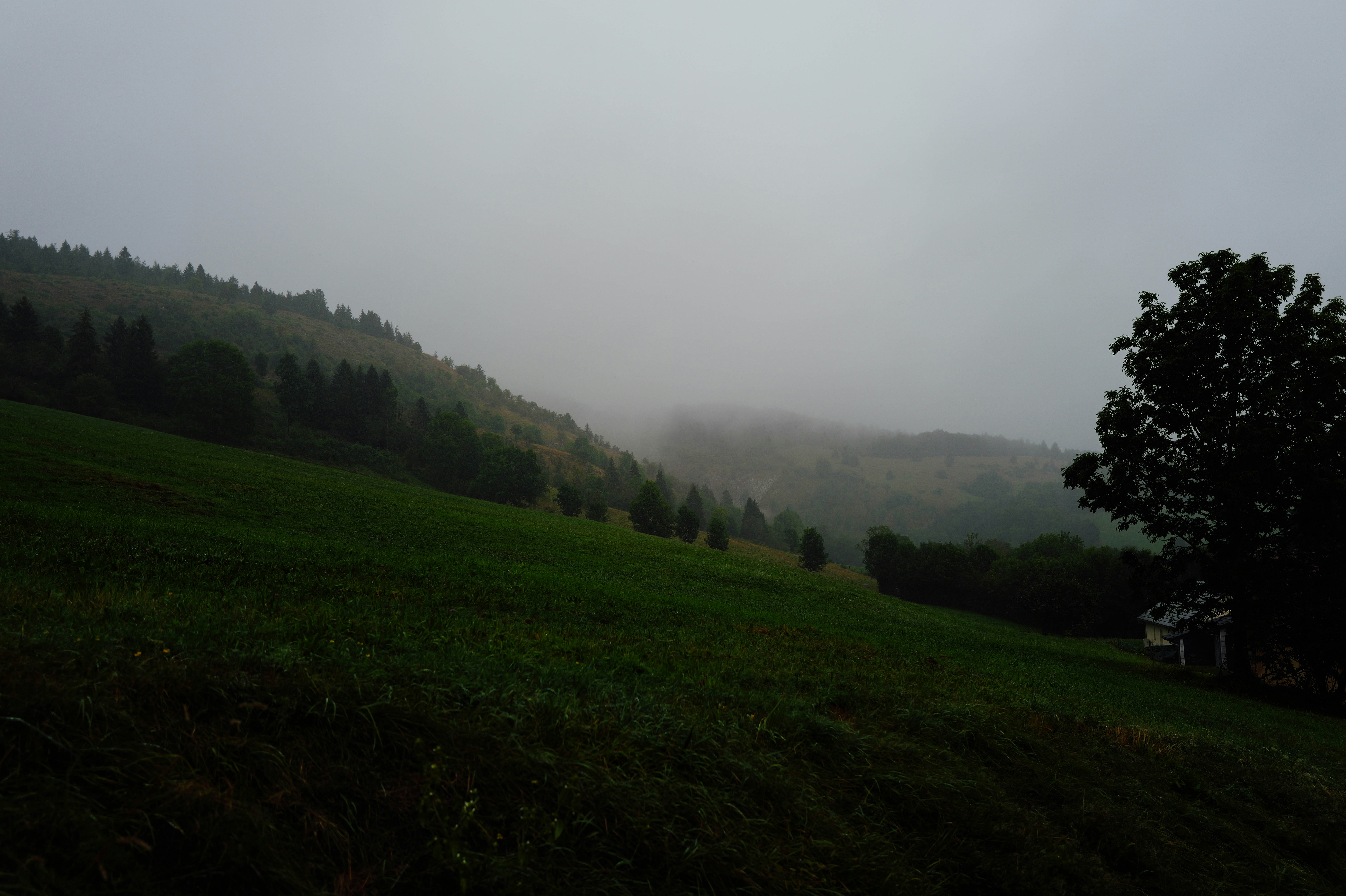 Una ladera brumosa con un árbol solitario en primer plano