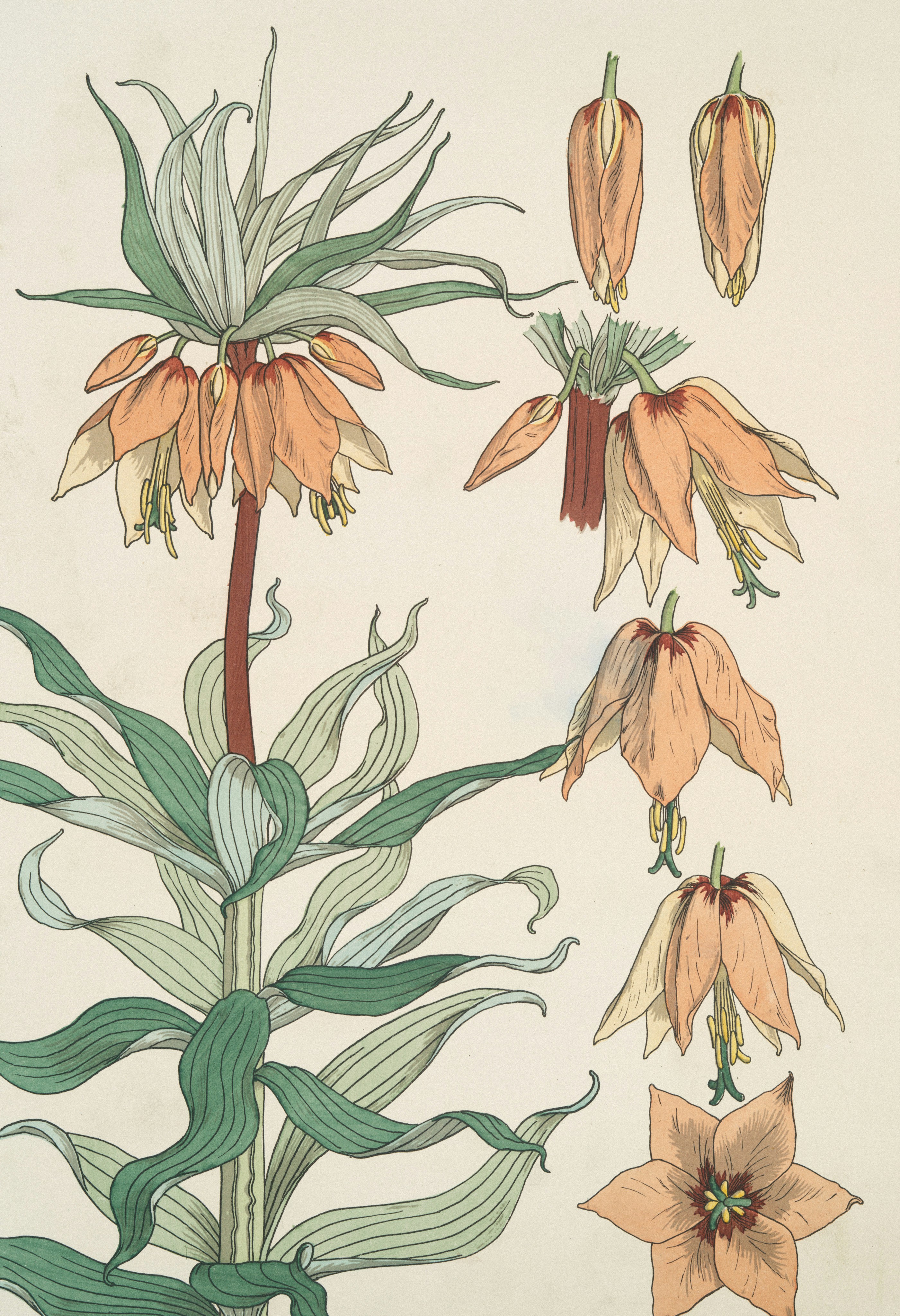 Fritillaria imperialis flowers and buds in botanical illustration.
