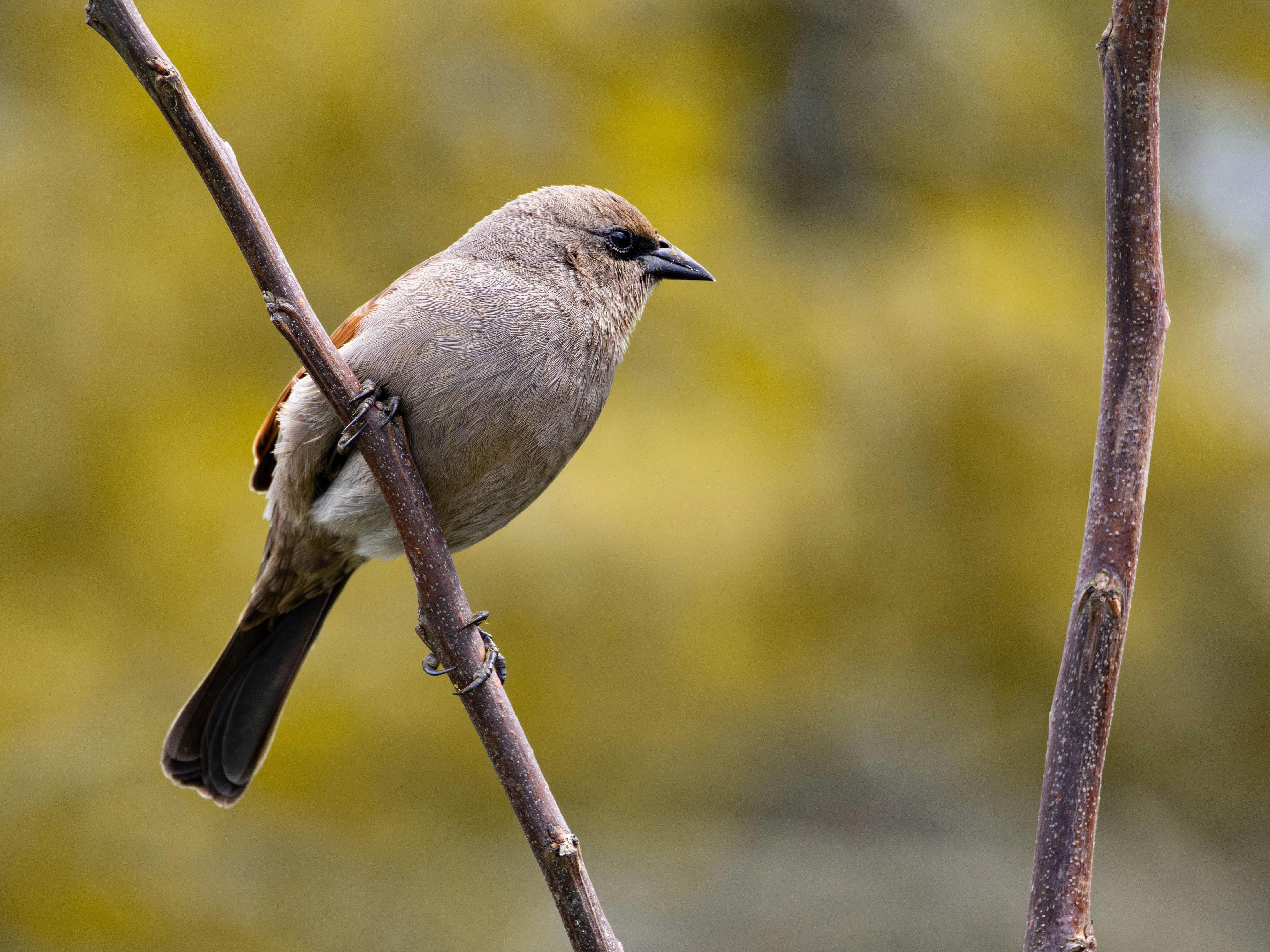 나뭇가지에 앉아 있는 새
