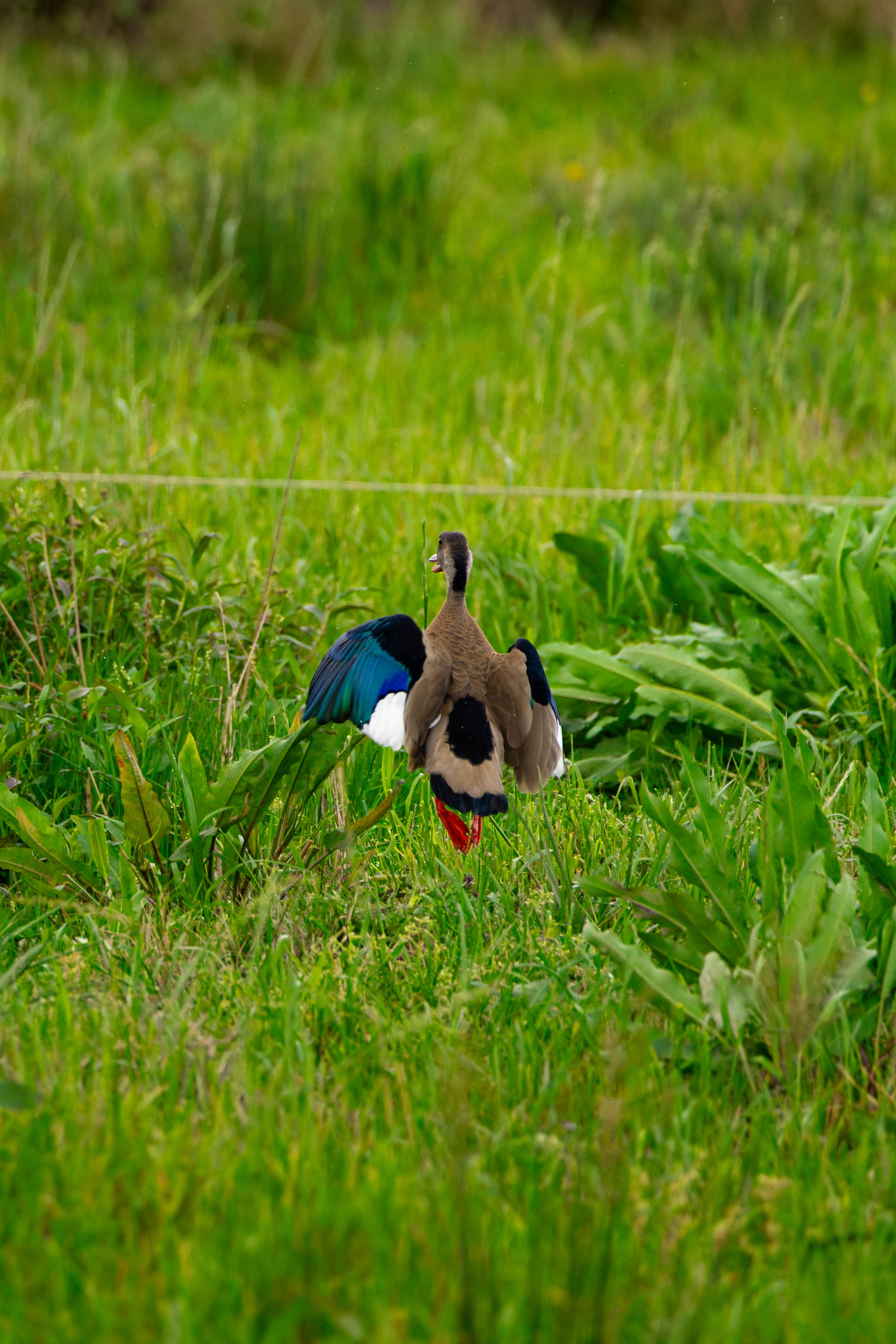 A bird standing in the grass near a wire fence
