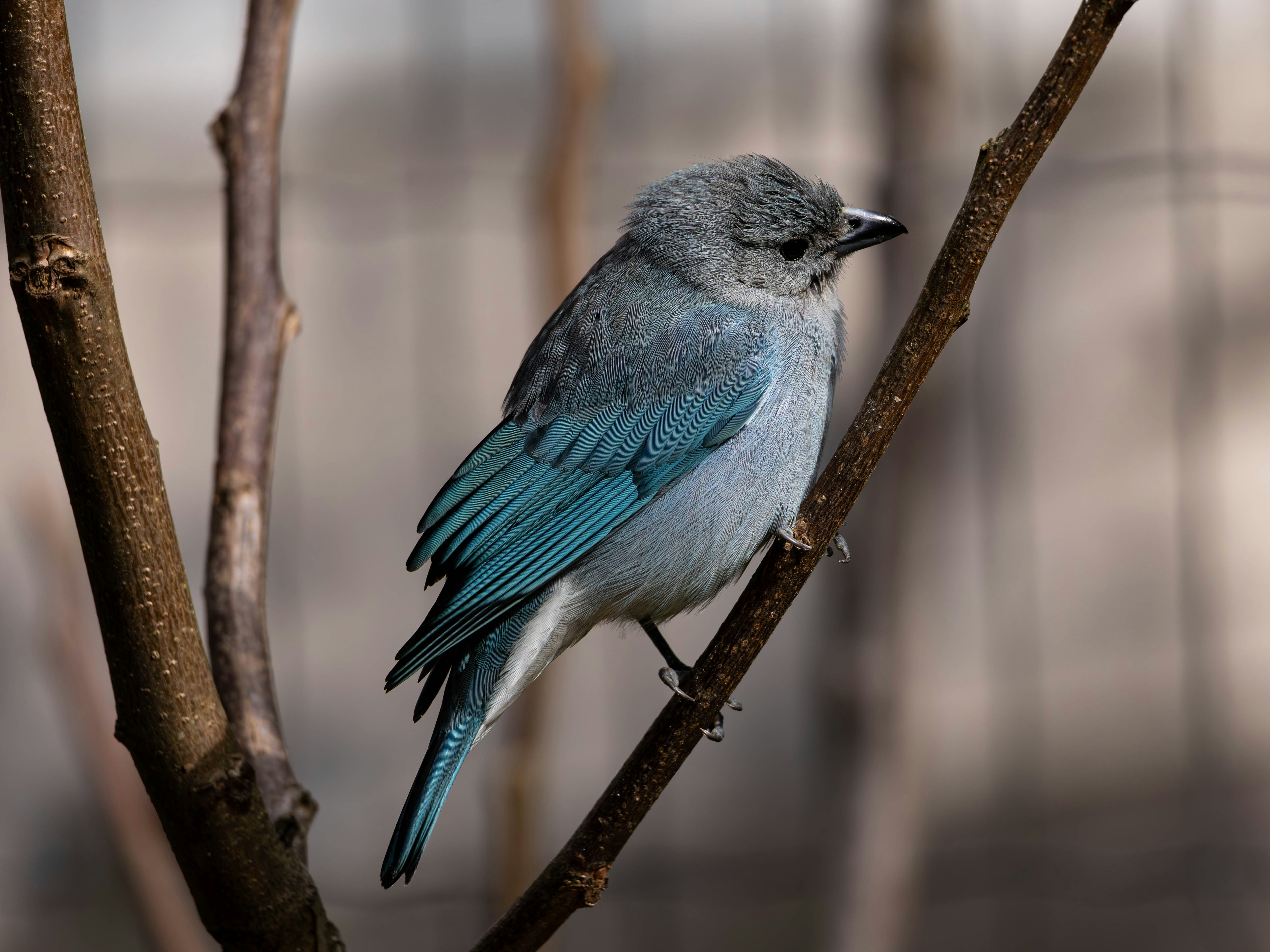 나뭇가지에 앉아있는 작은 파랑새