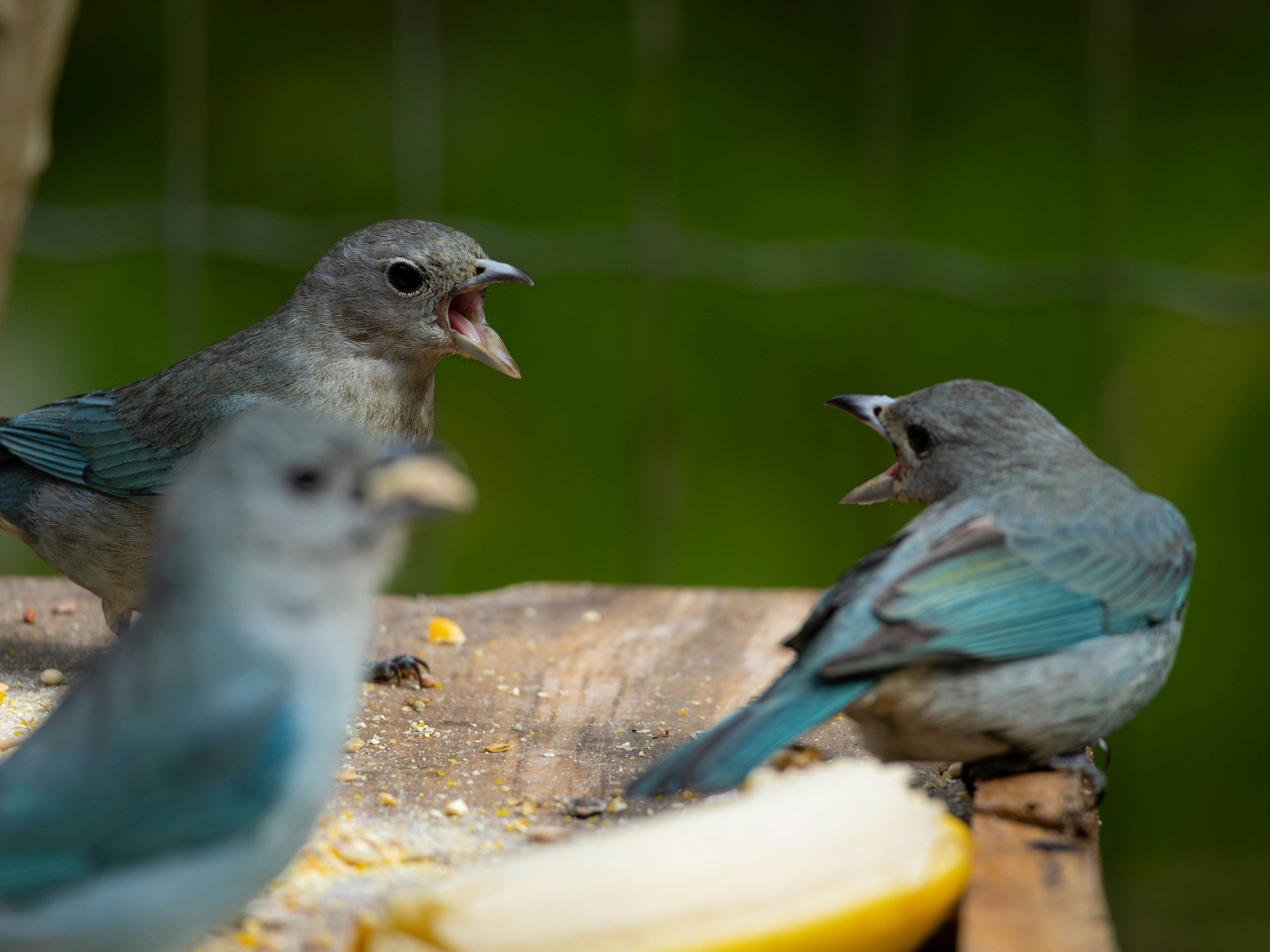 A group of birds sitting on top of a wooden table