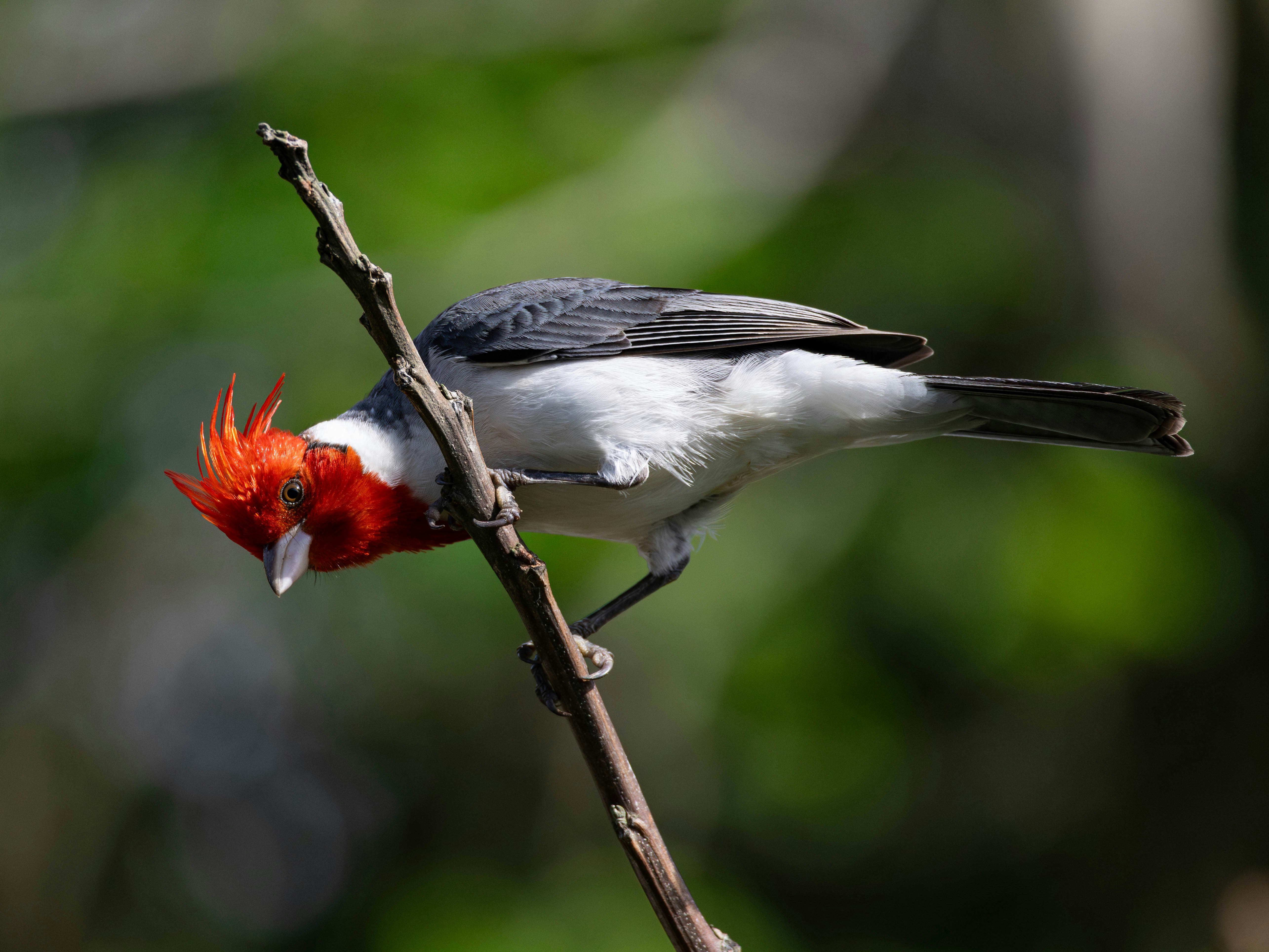 나뭇가지에 앉아 있는 빨간 머리를 가진 새