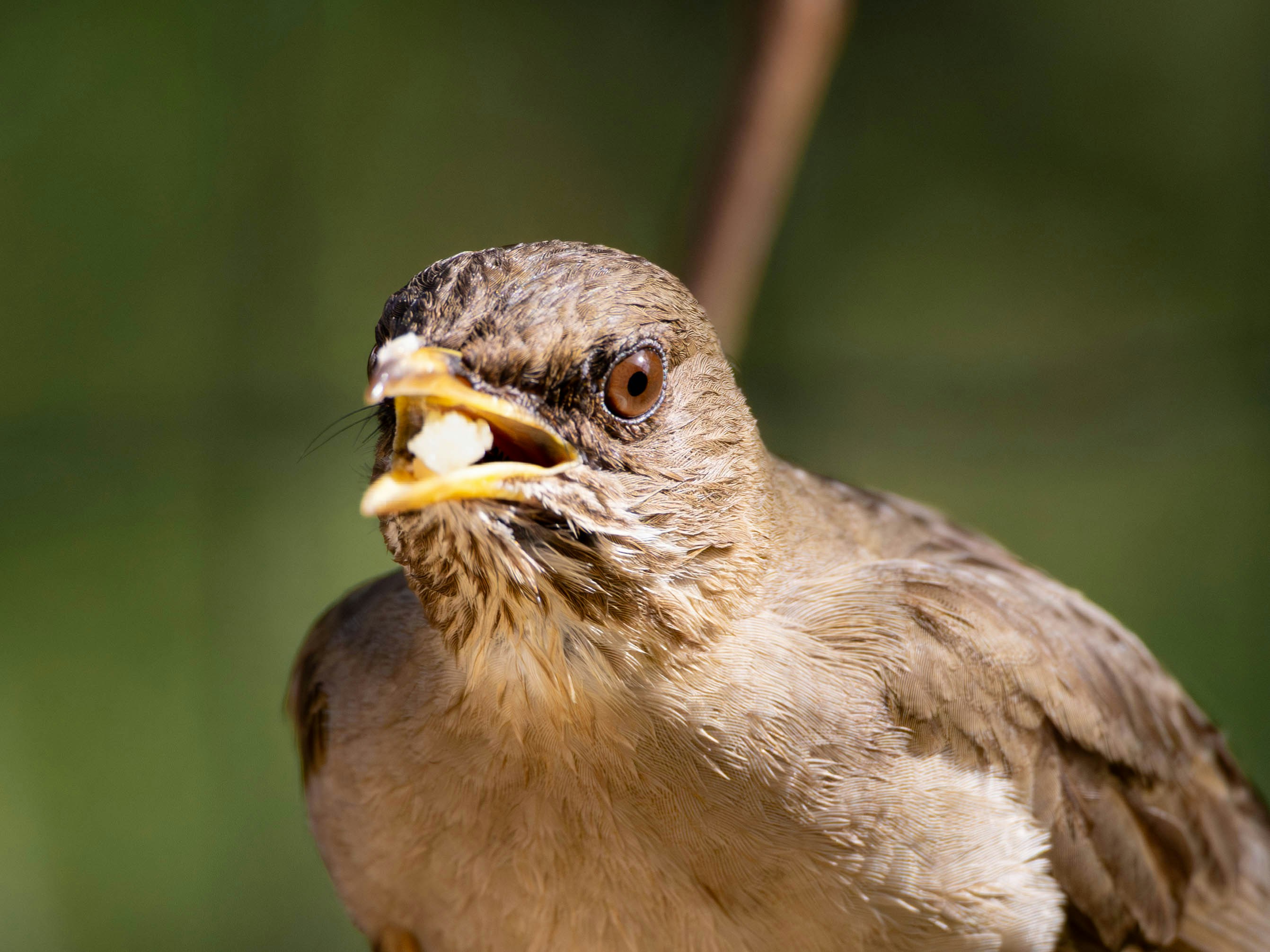 Photo by matheuskprot