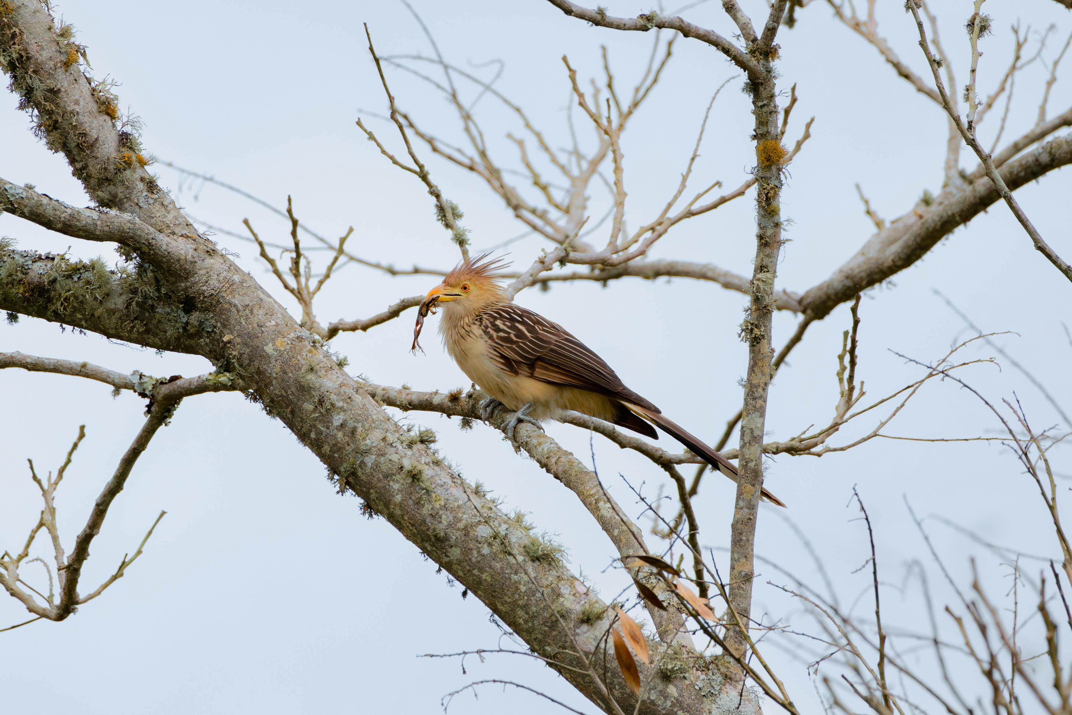 A couple of birds sitting on top of a tree