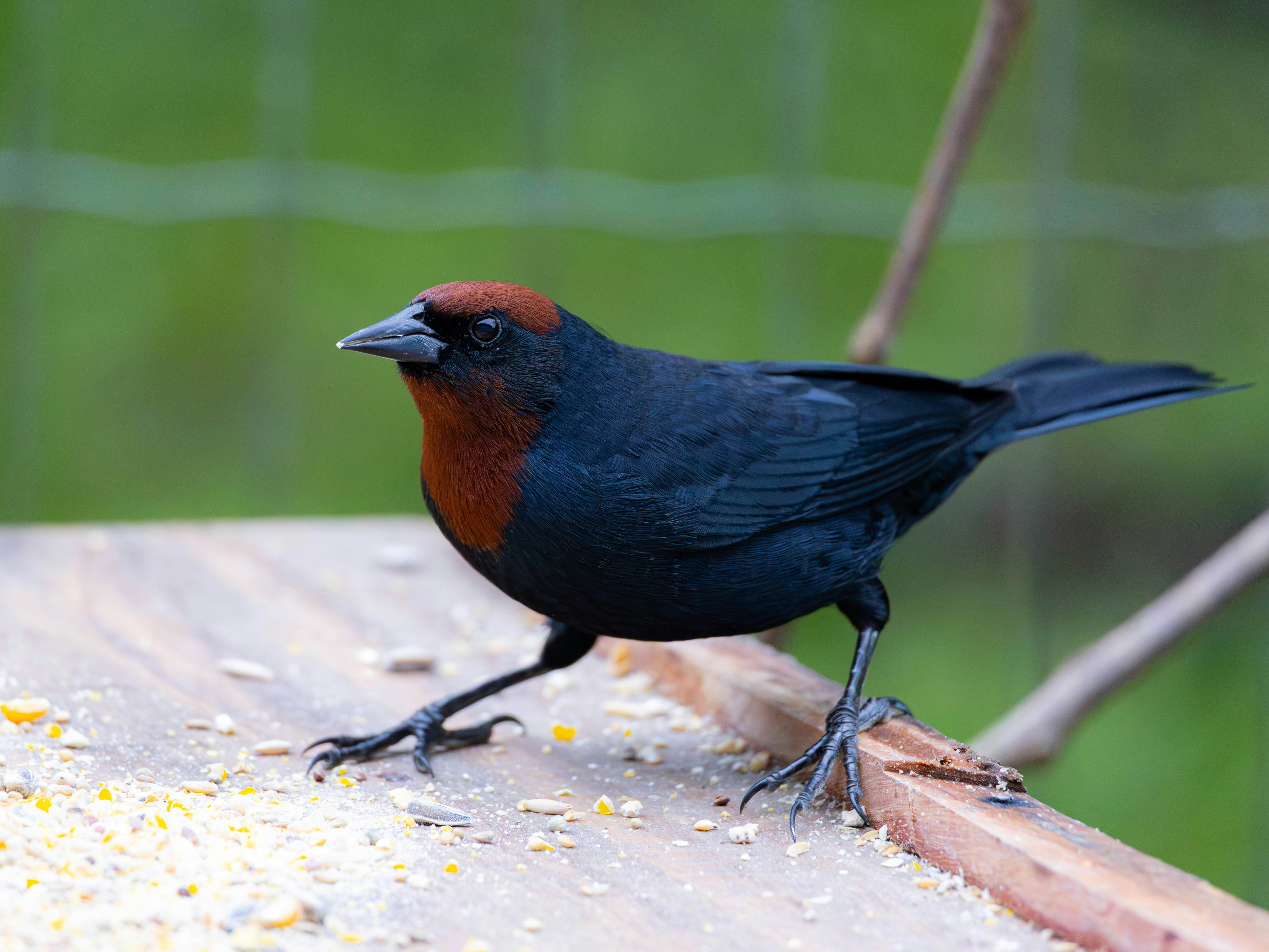 Photo by matheuskprot