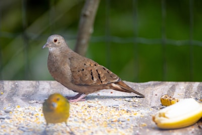 A bird standing on a table next to a banana