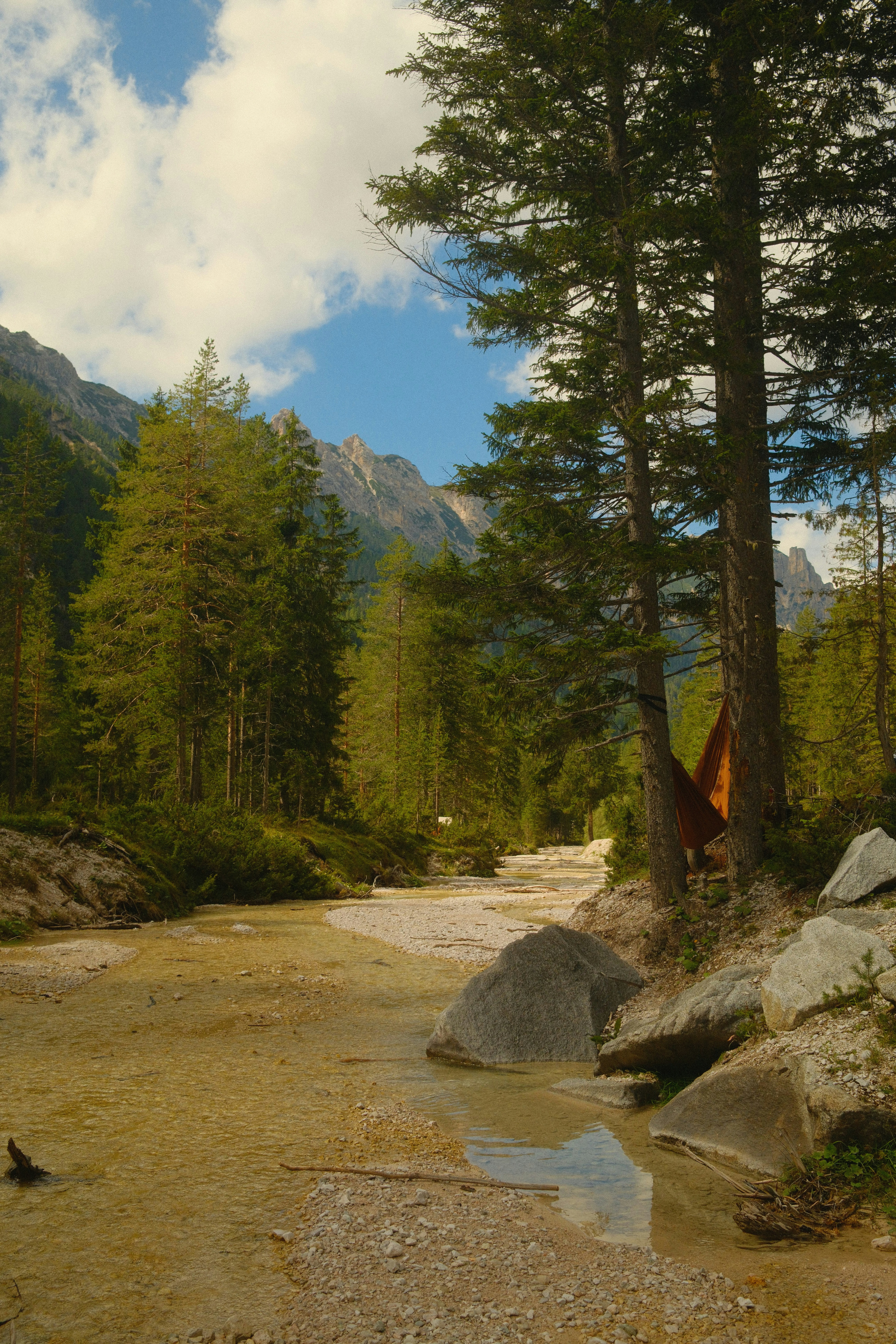 Un arroyo que corre a través de un bosque lleno de árboles