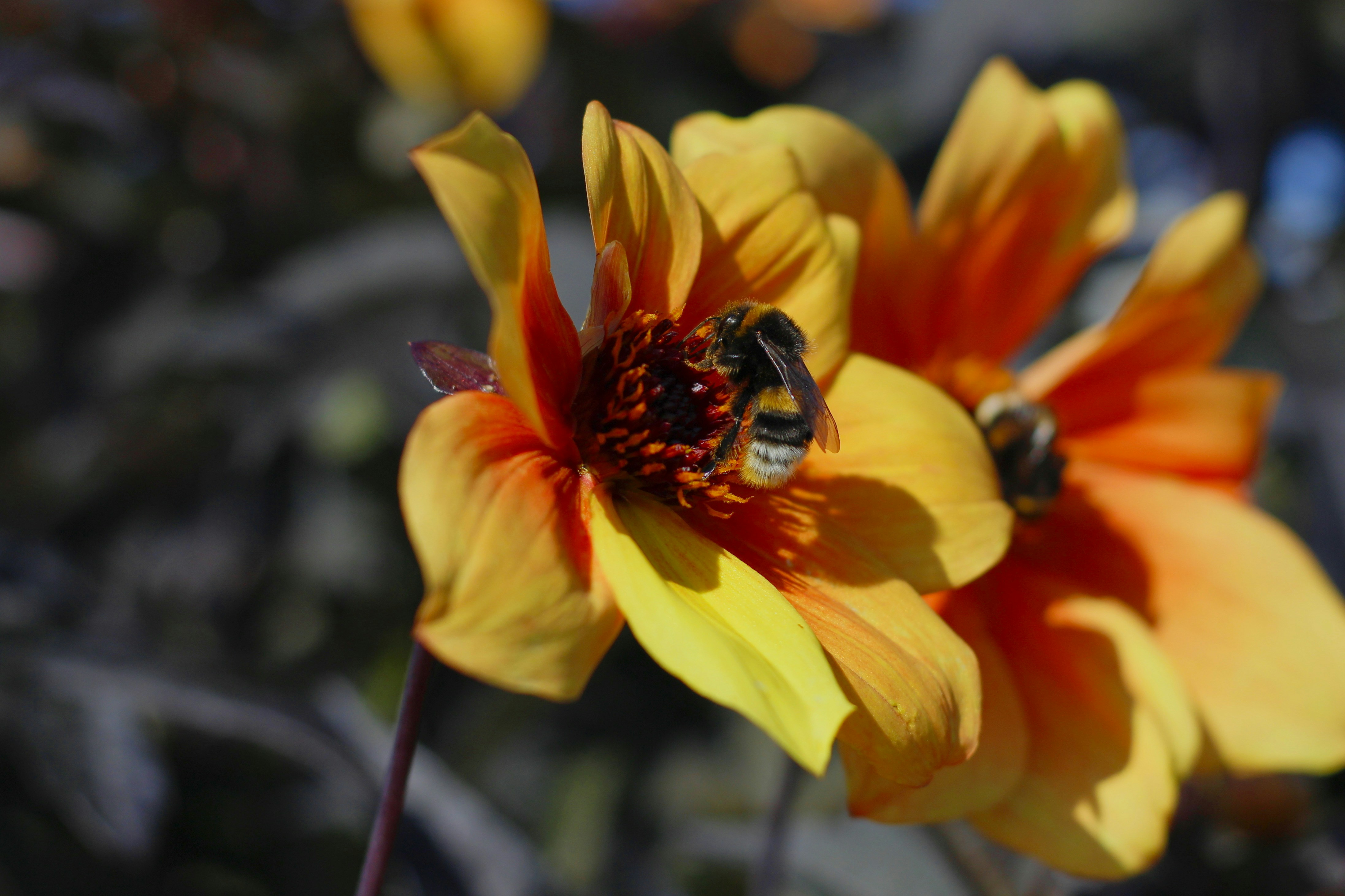 A close up of a flower with a bee on it