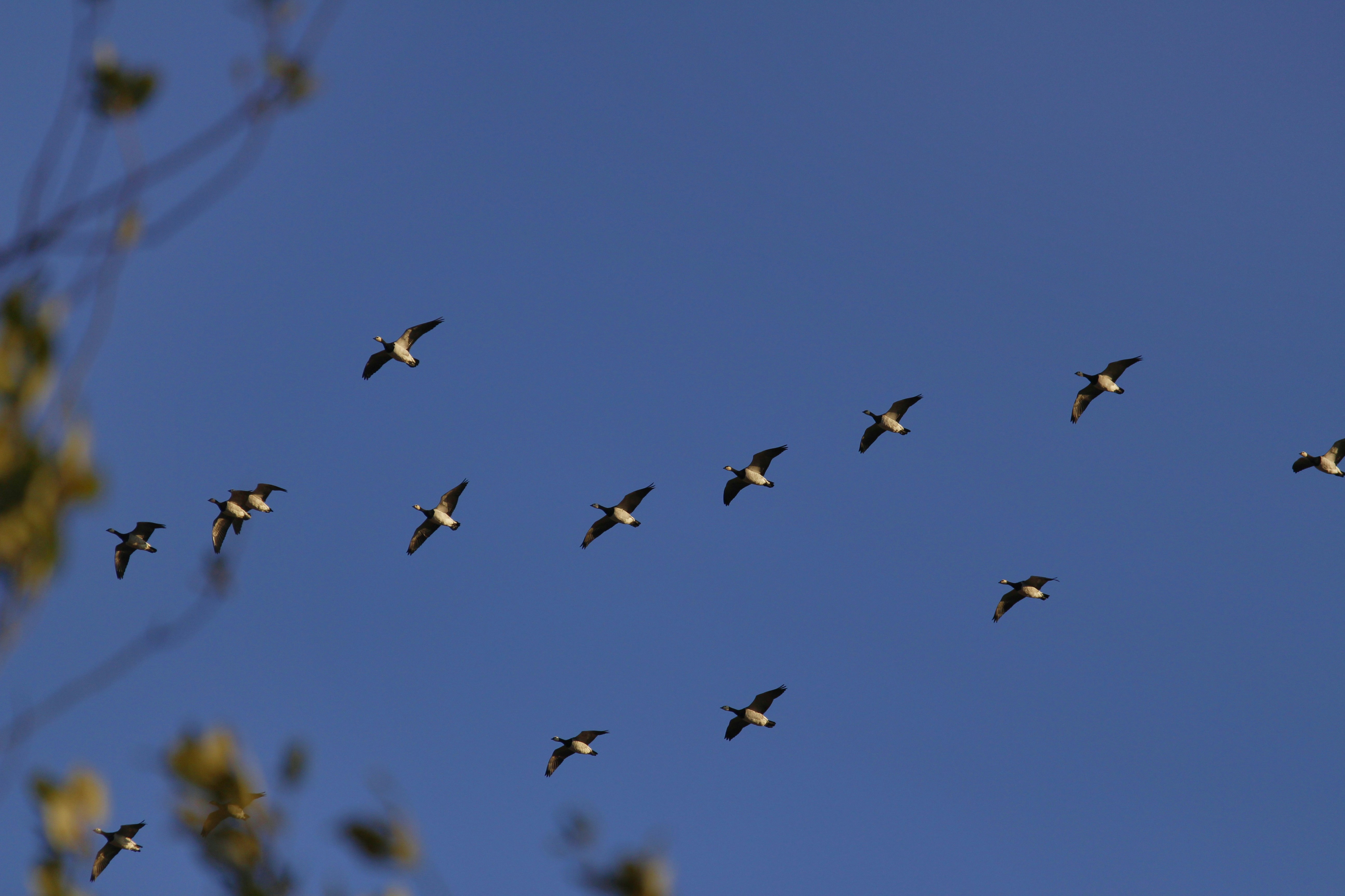 A flock of birds flying through a blue sky
