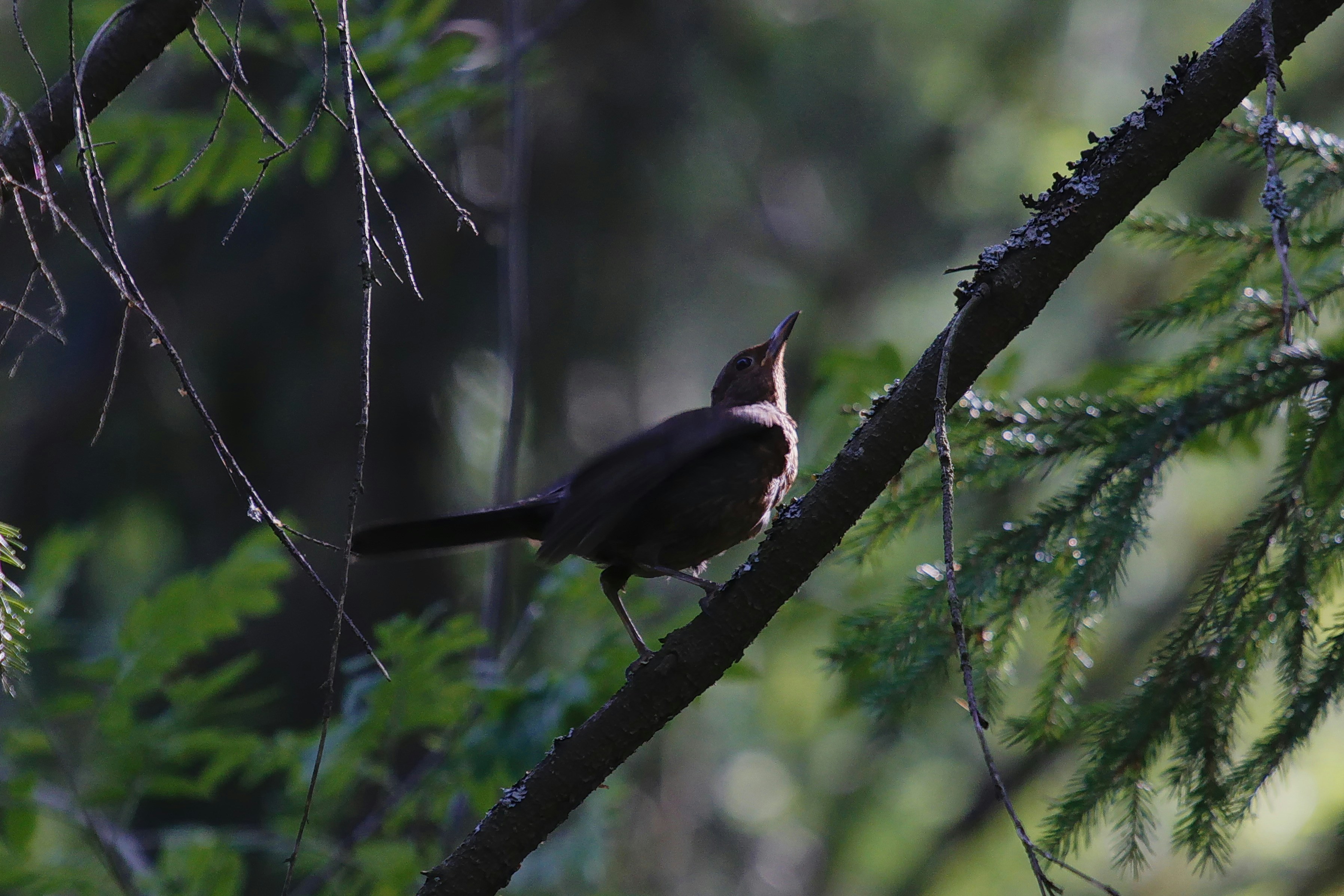A bird perched on a branch of a tree
