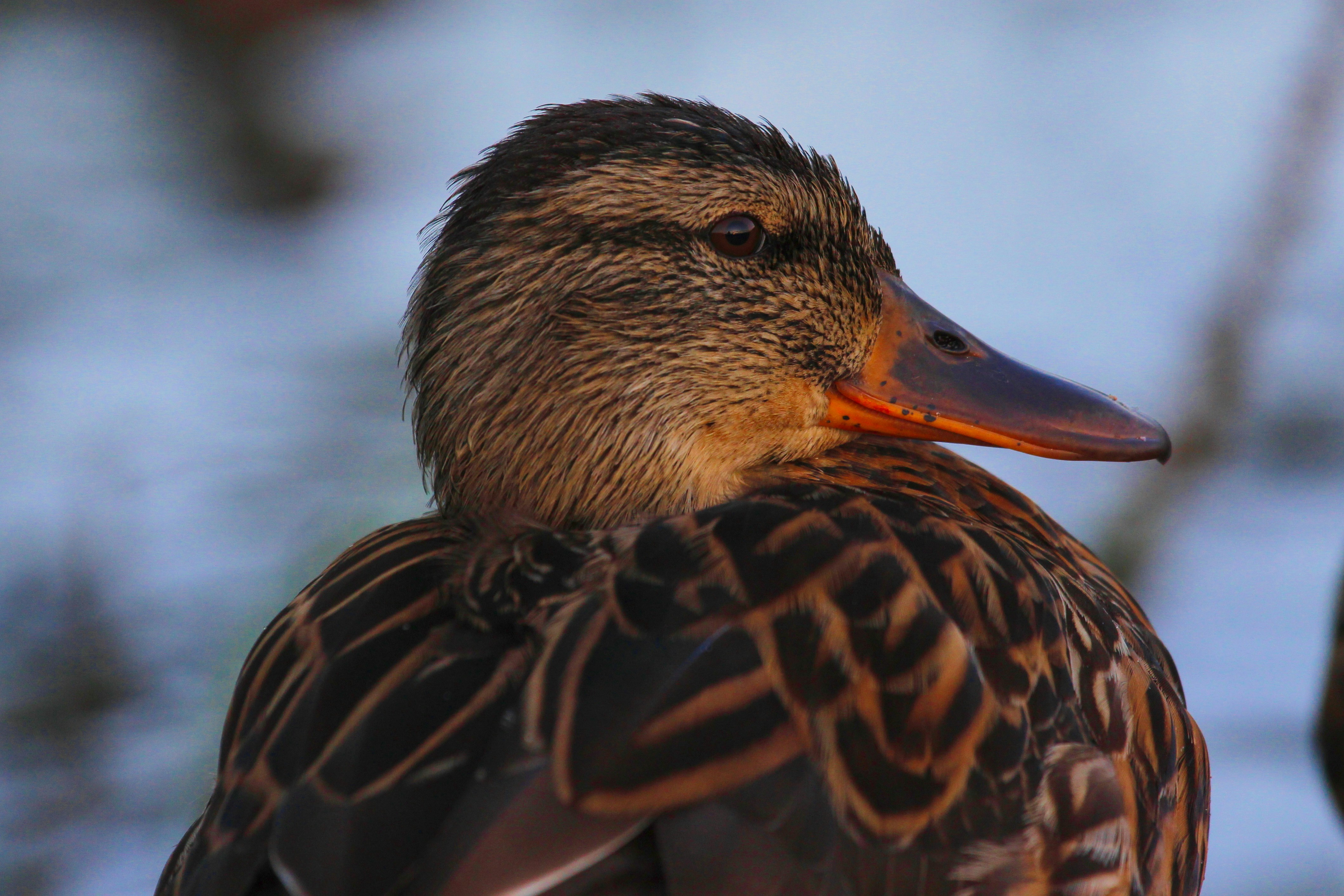 A close up of a duck near a body of water