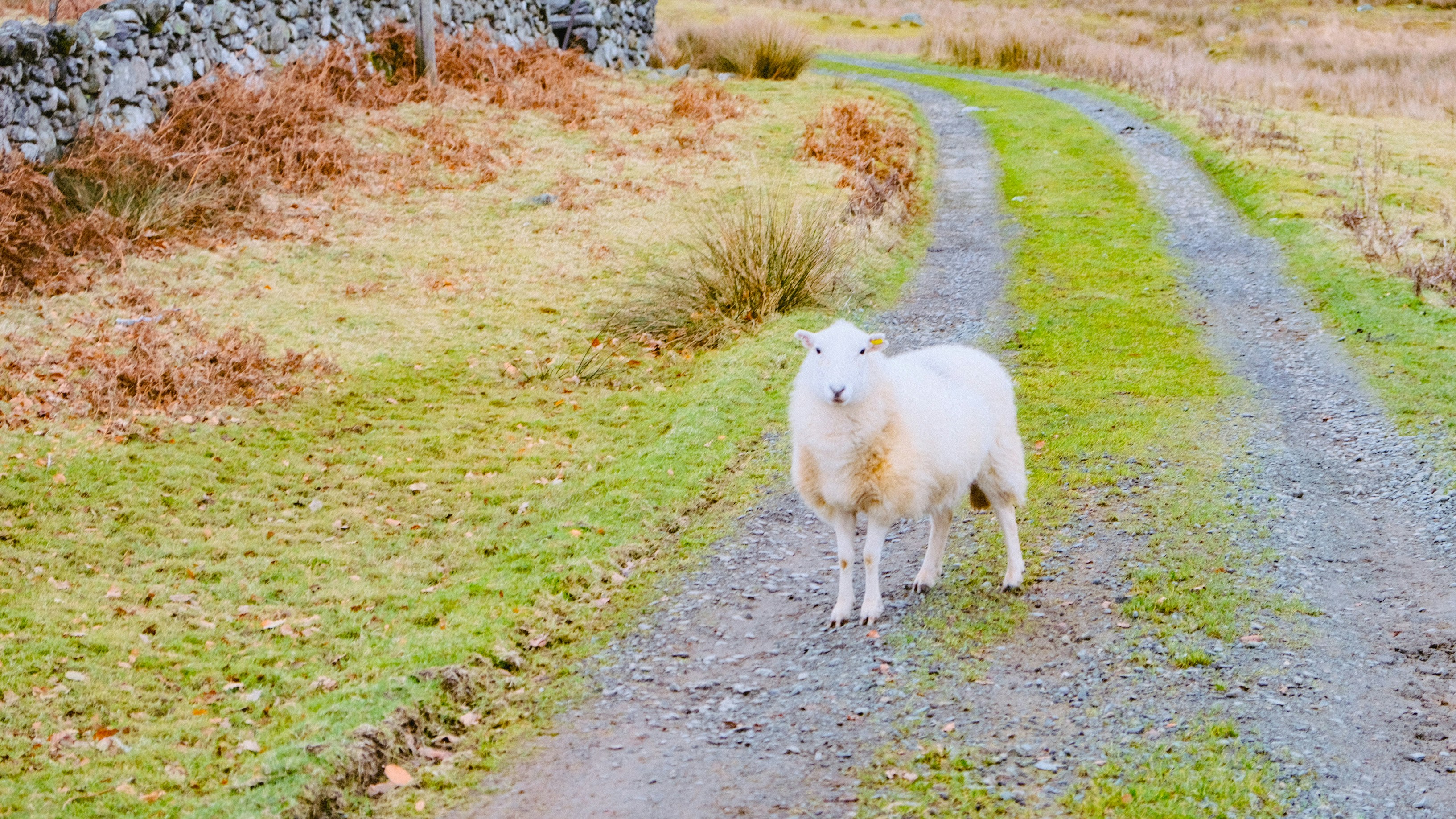 Ein Schaf steht auf einem Feldweg neben einer Steinmauer
