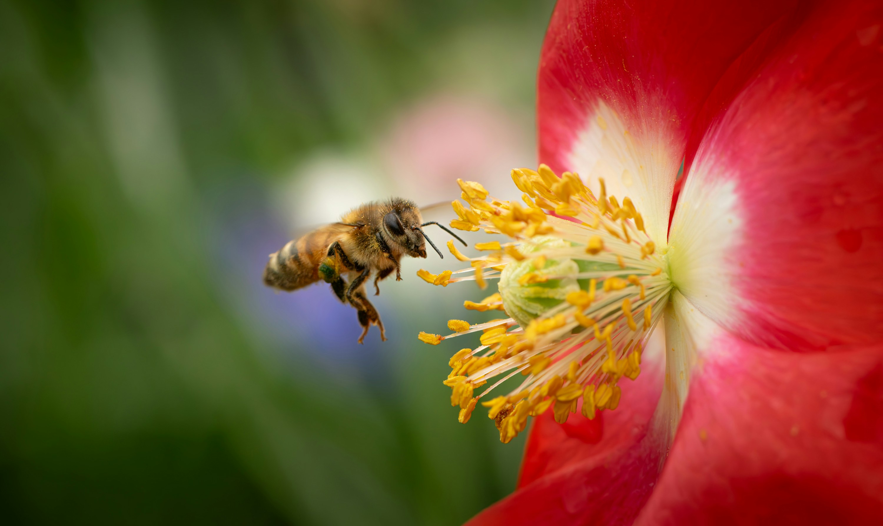 Photo by grant_ofstedahl