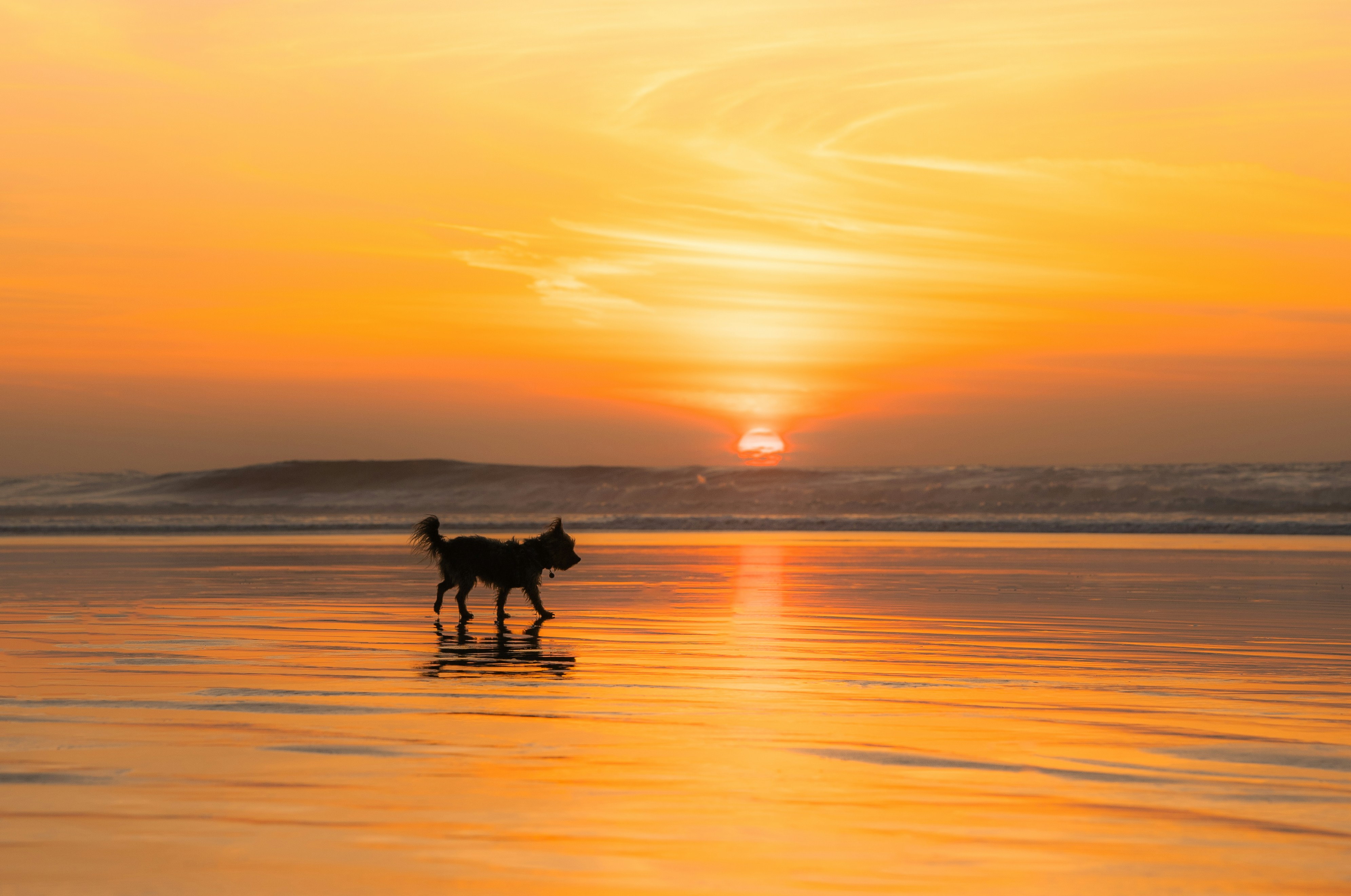 A dog standing on top of a beach next to the ocean