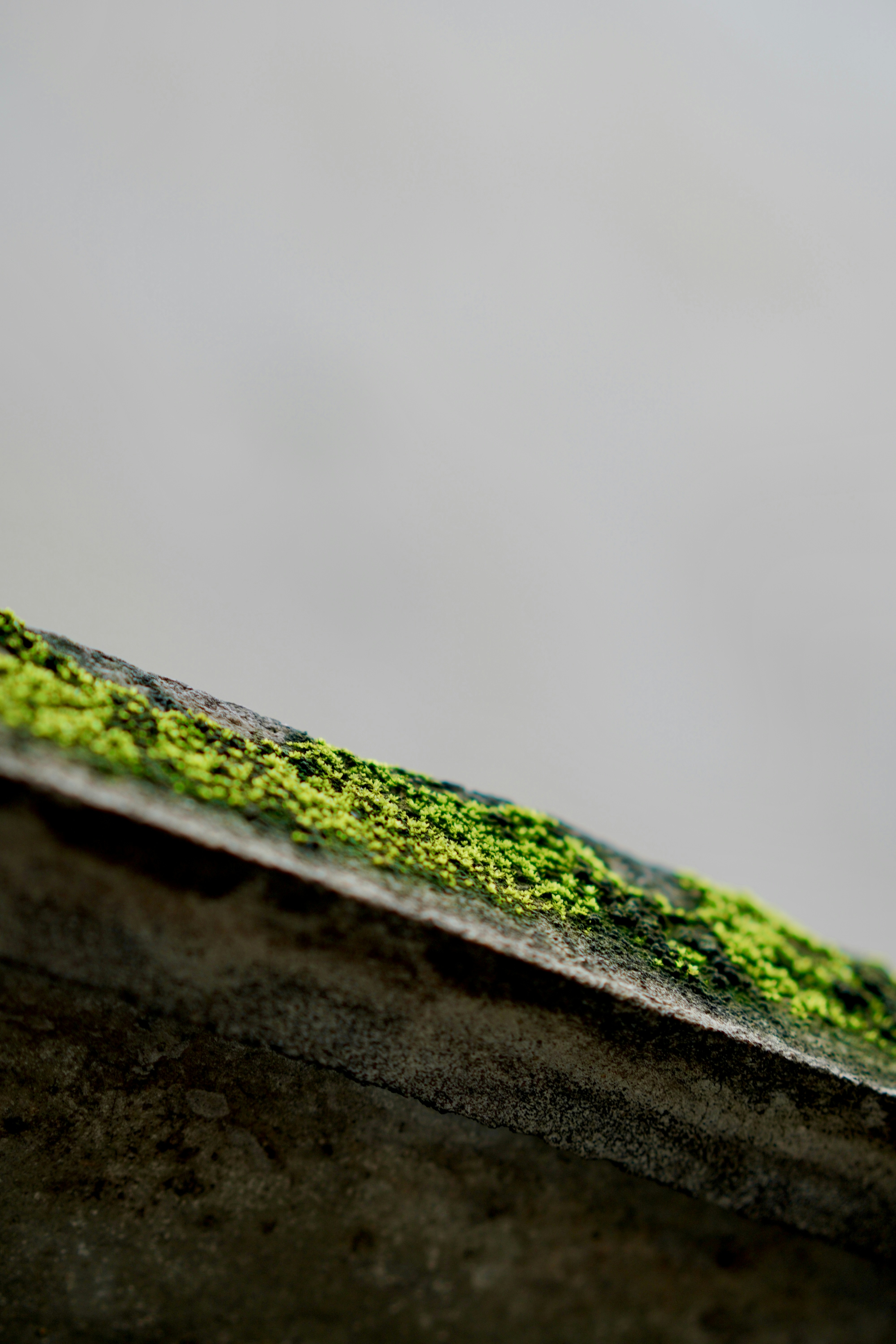 A close up of a roof with moss growing on it