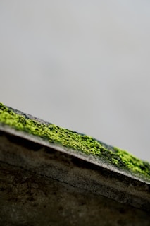 A close up of a roof with moss growing on it