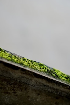 A close up of a roof with moss growing on it