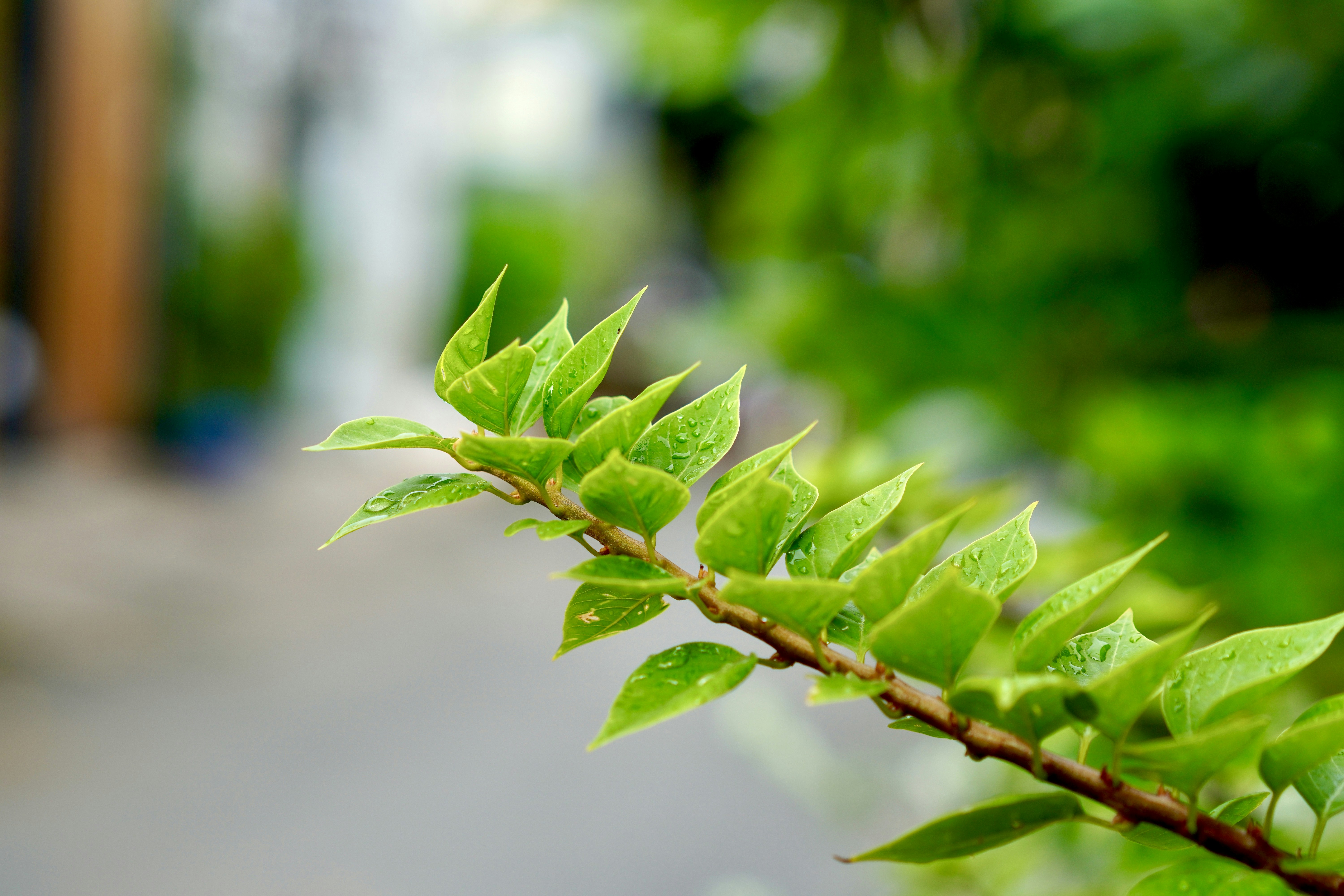 A close up of a green leaf on a tree