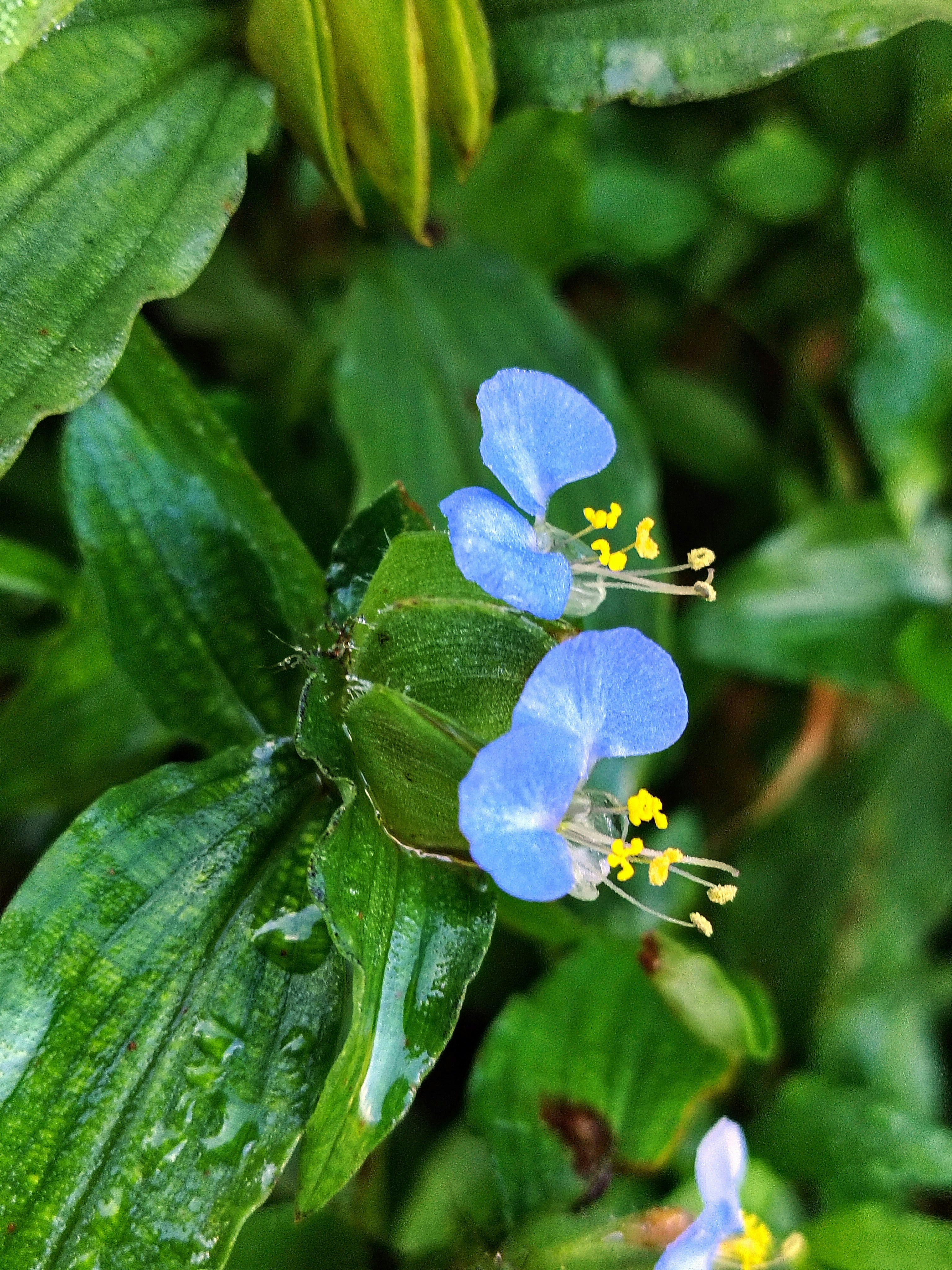 Photo by dendrophile