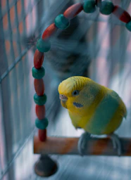 A small yellow and green bird sitting on a perch