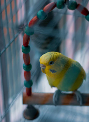 A small yellow and green bird sitting on a perch