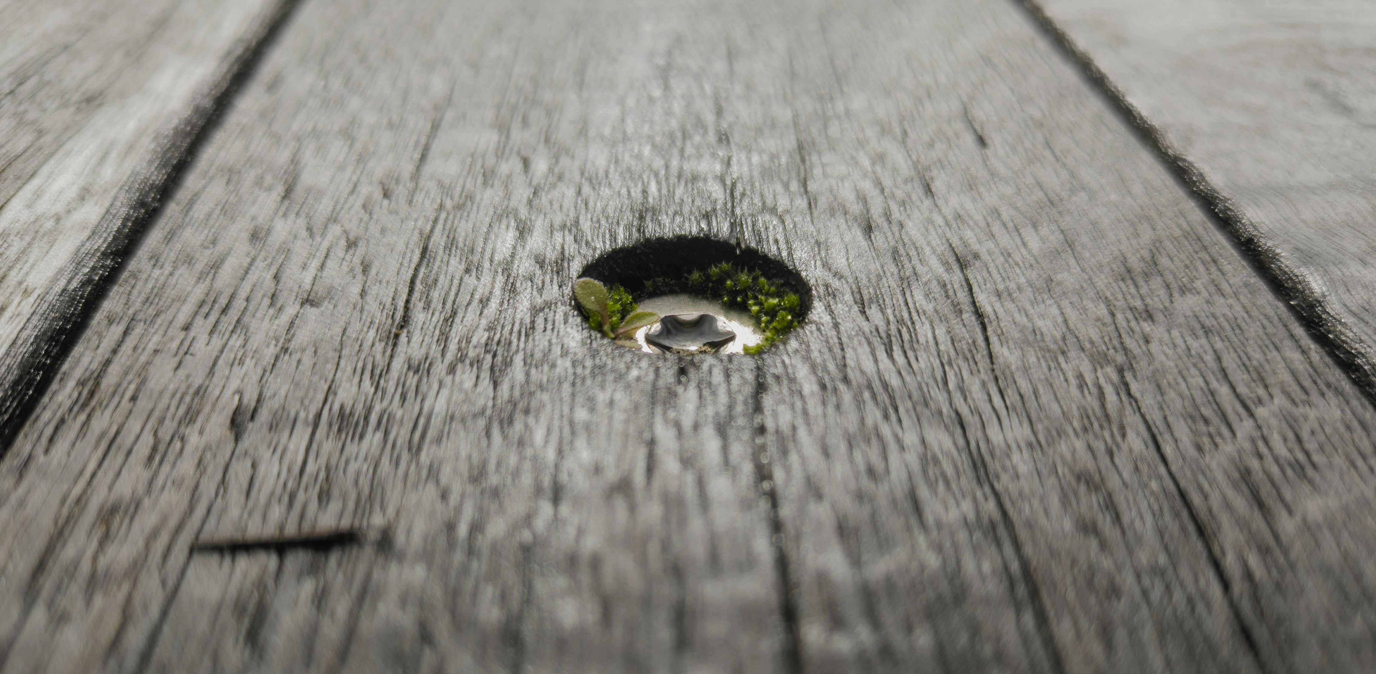 Some grey wooden boards with a recessed screw in the middle. Out from around the edges of the screw, a small green plant and some moss are growing.